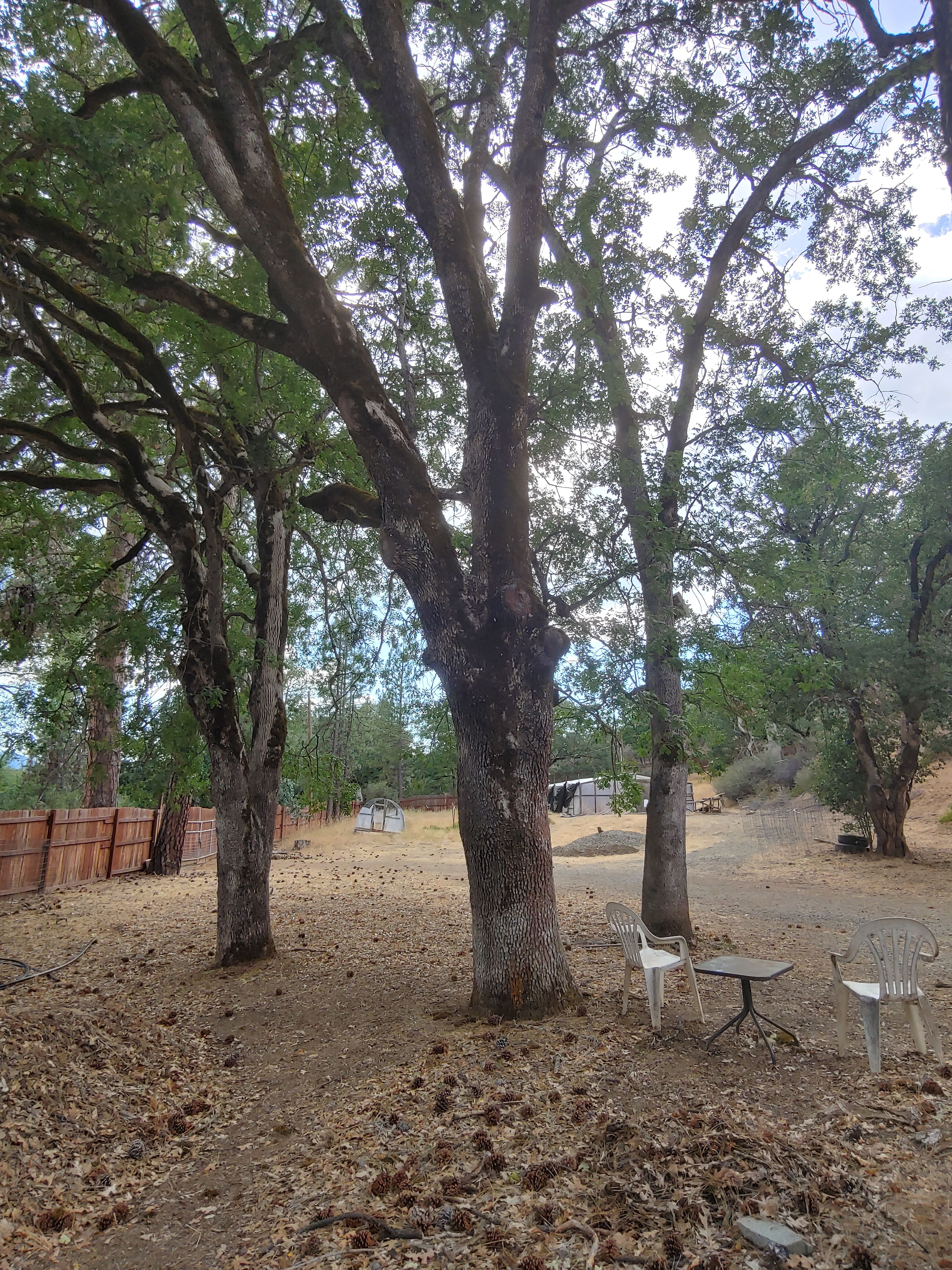 The Grove of Mystic Moon Tree