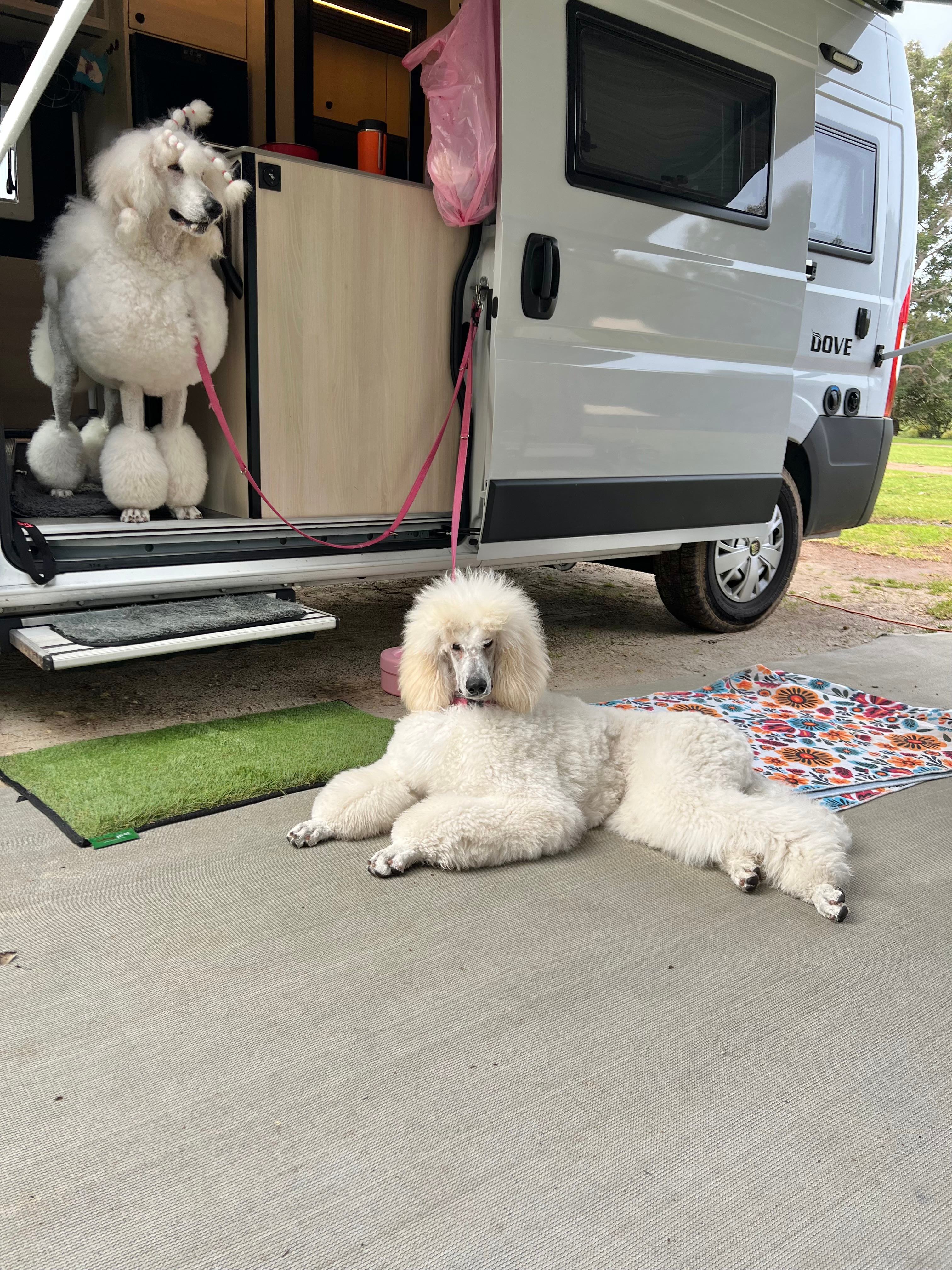 Stargazers Forest Hideaway