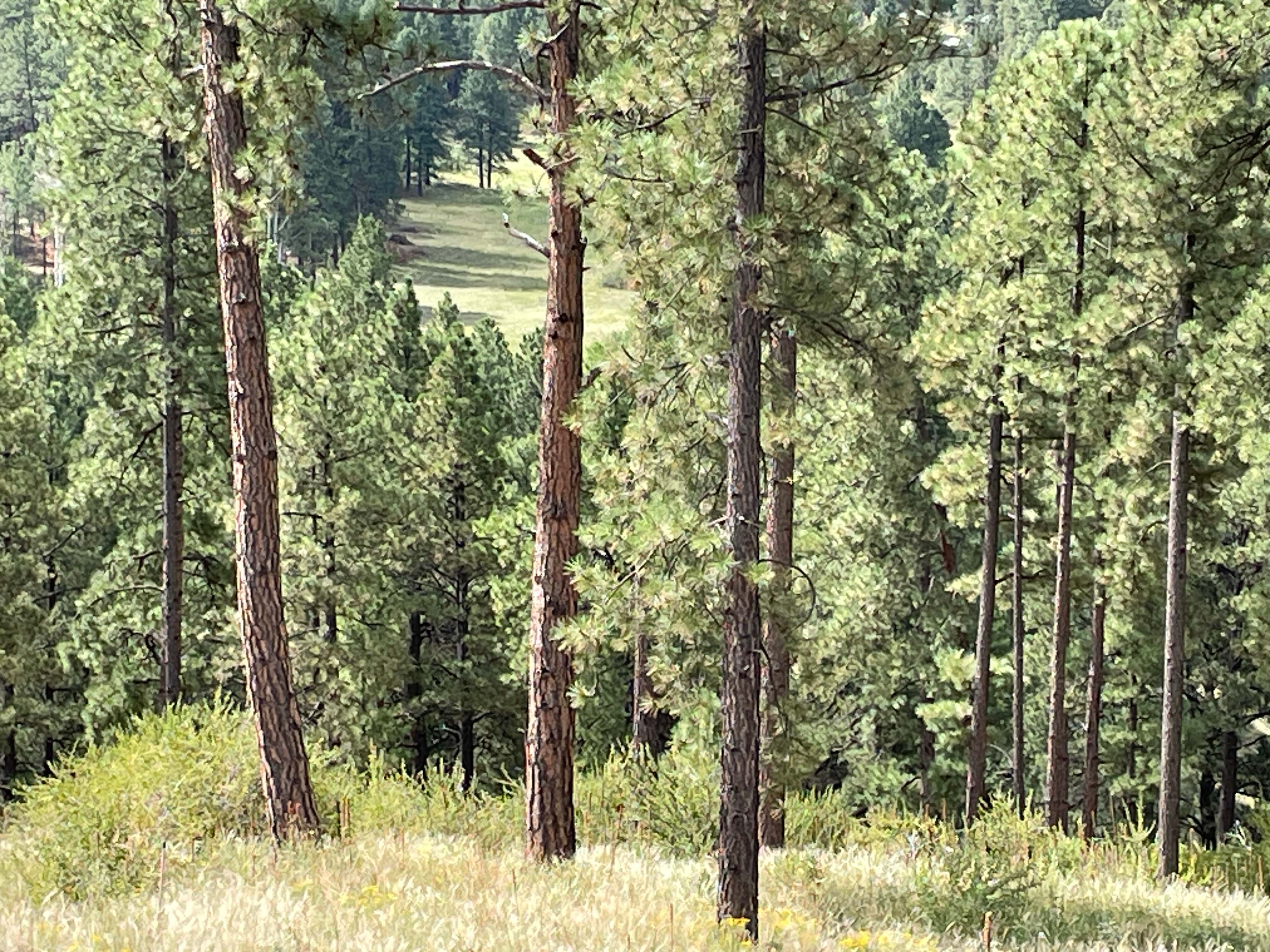 Campsite tree line view