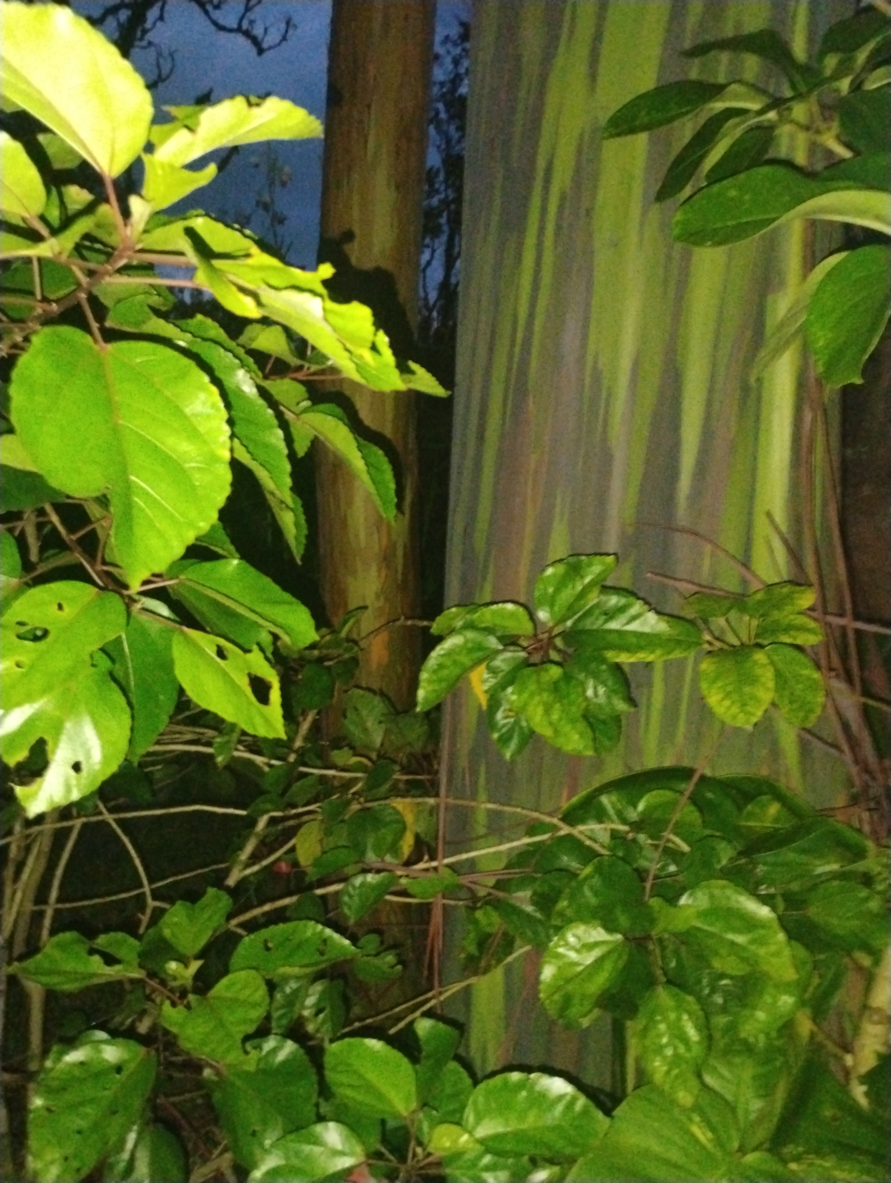 Galaxy Canopy Just Be Oasis