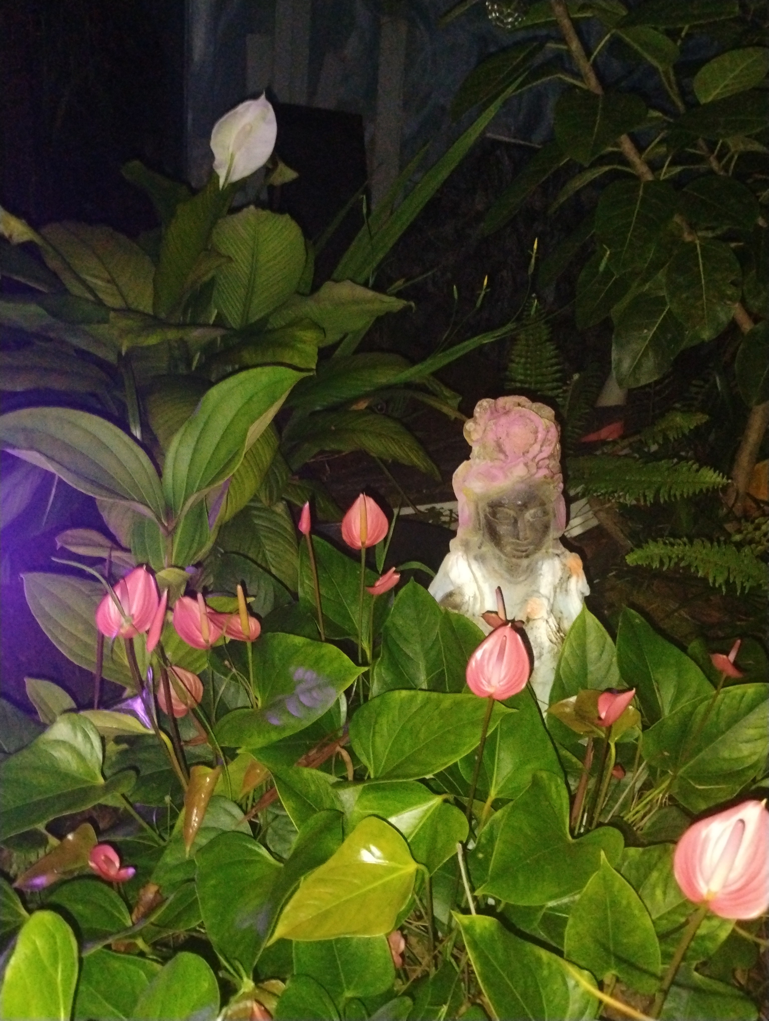 Galaxy Canopy Just Be Oasis