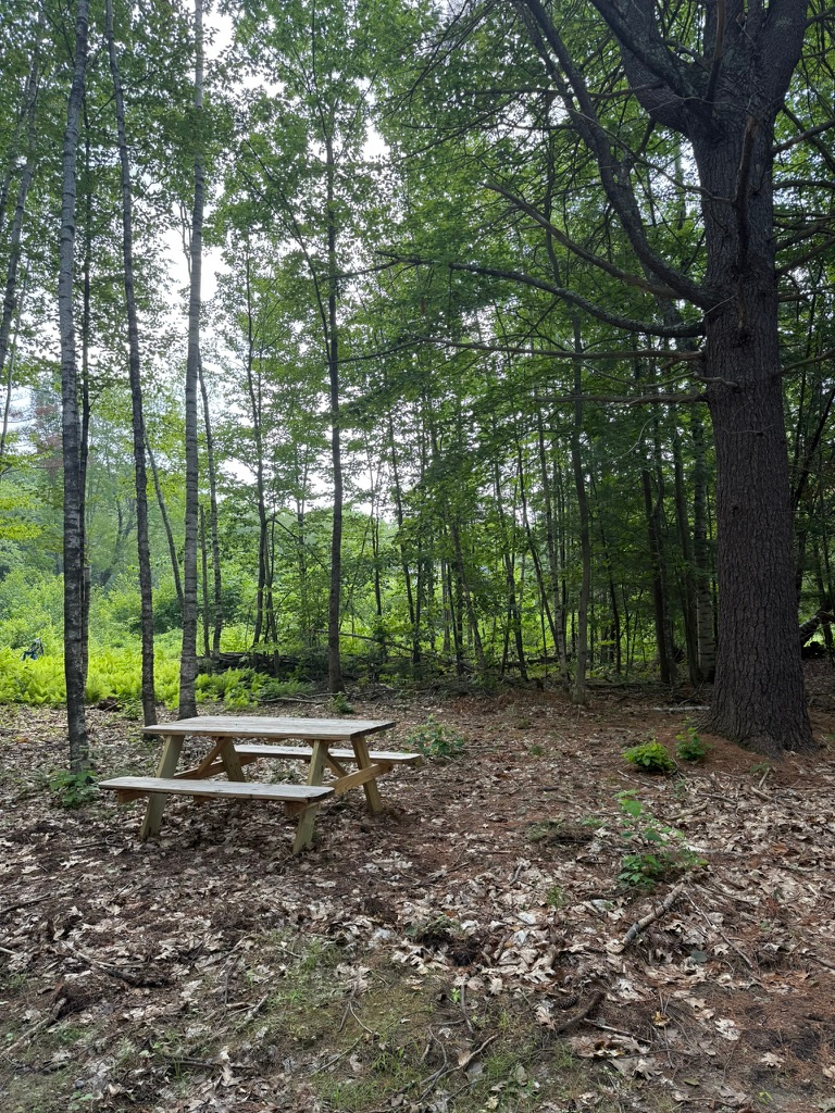 Watkins Woods on Mt Kearsarge