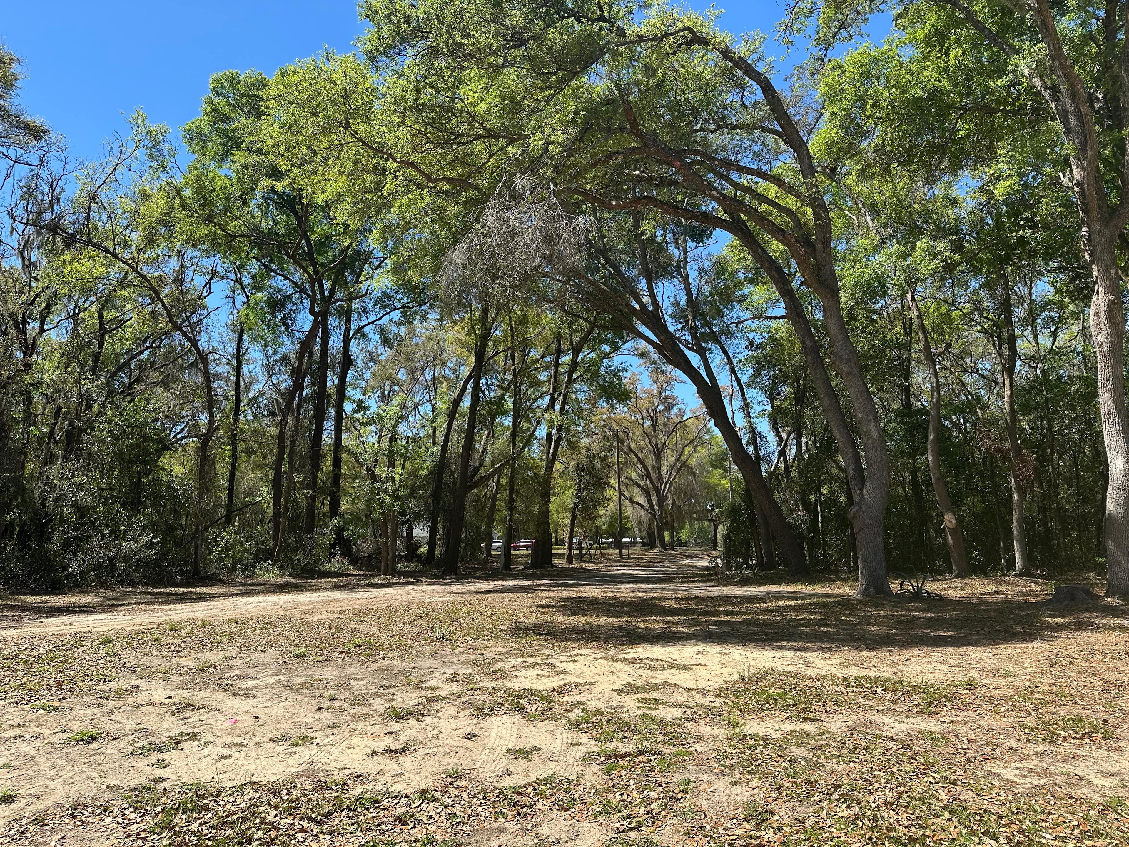 Country tree-lined dirt road ending onto property.