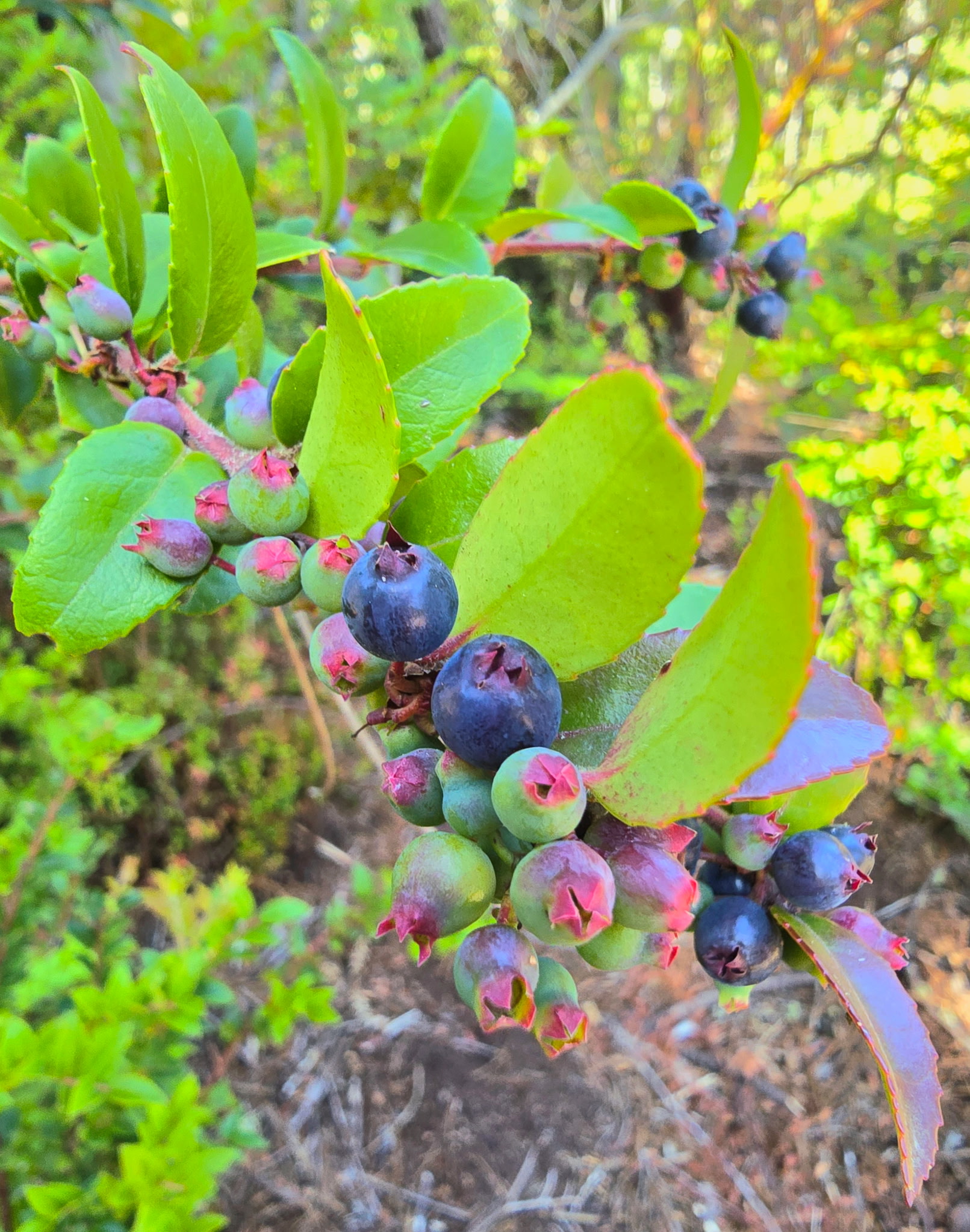 The Huckleberry Hideaway
