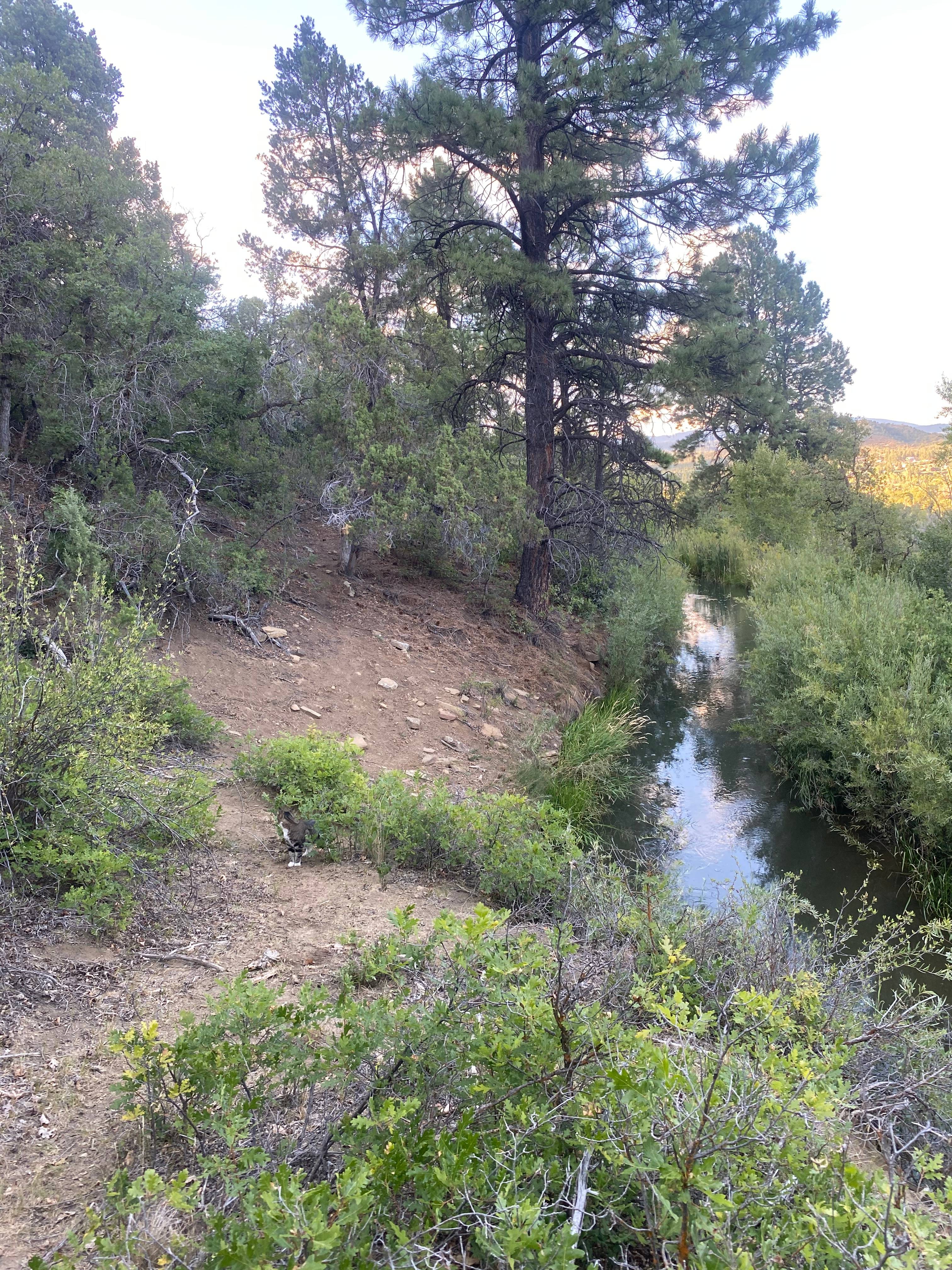 Hillside Forest Trail And Camp
