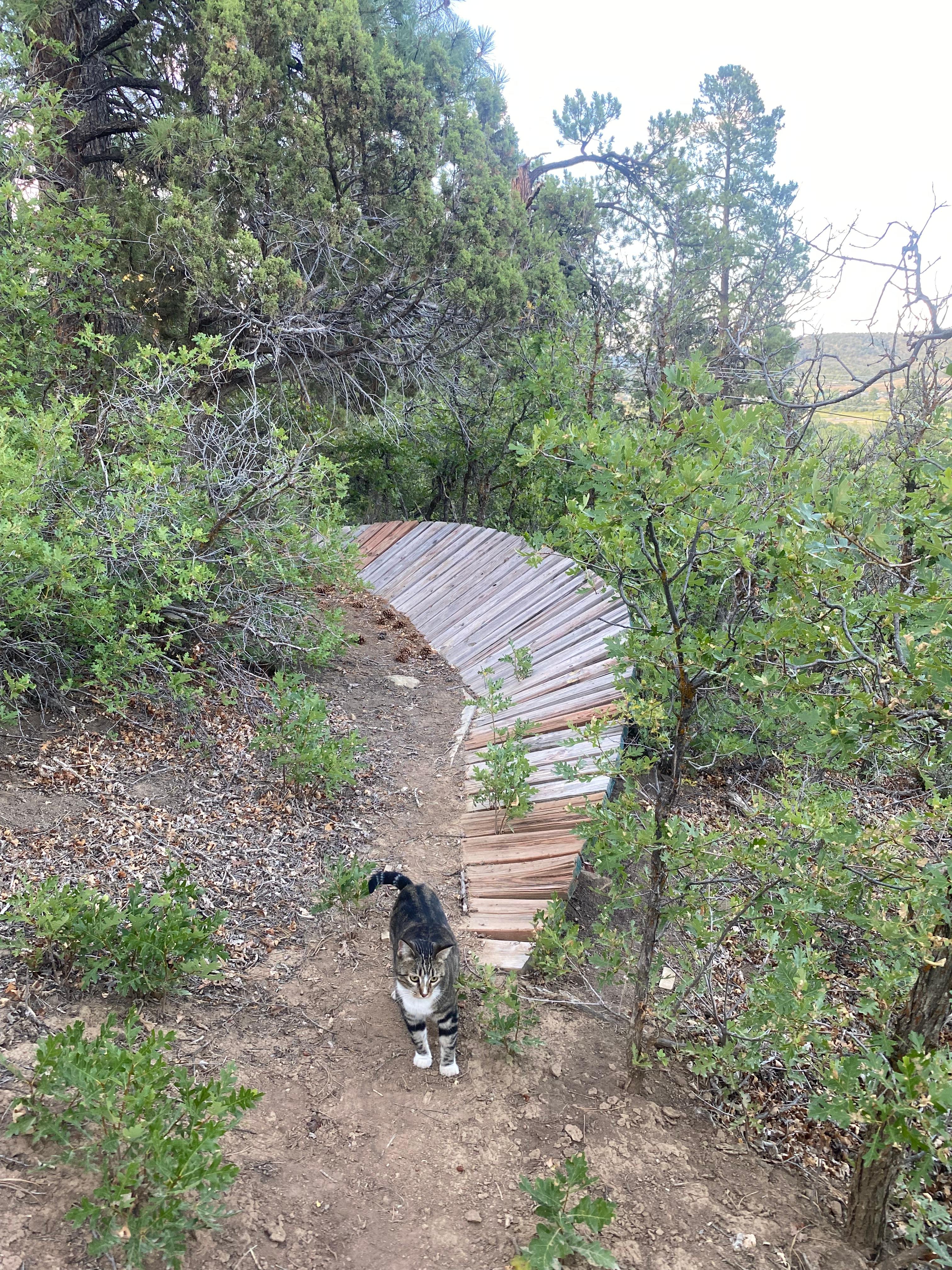 Hillside Forest Trail And Camp