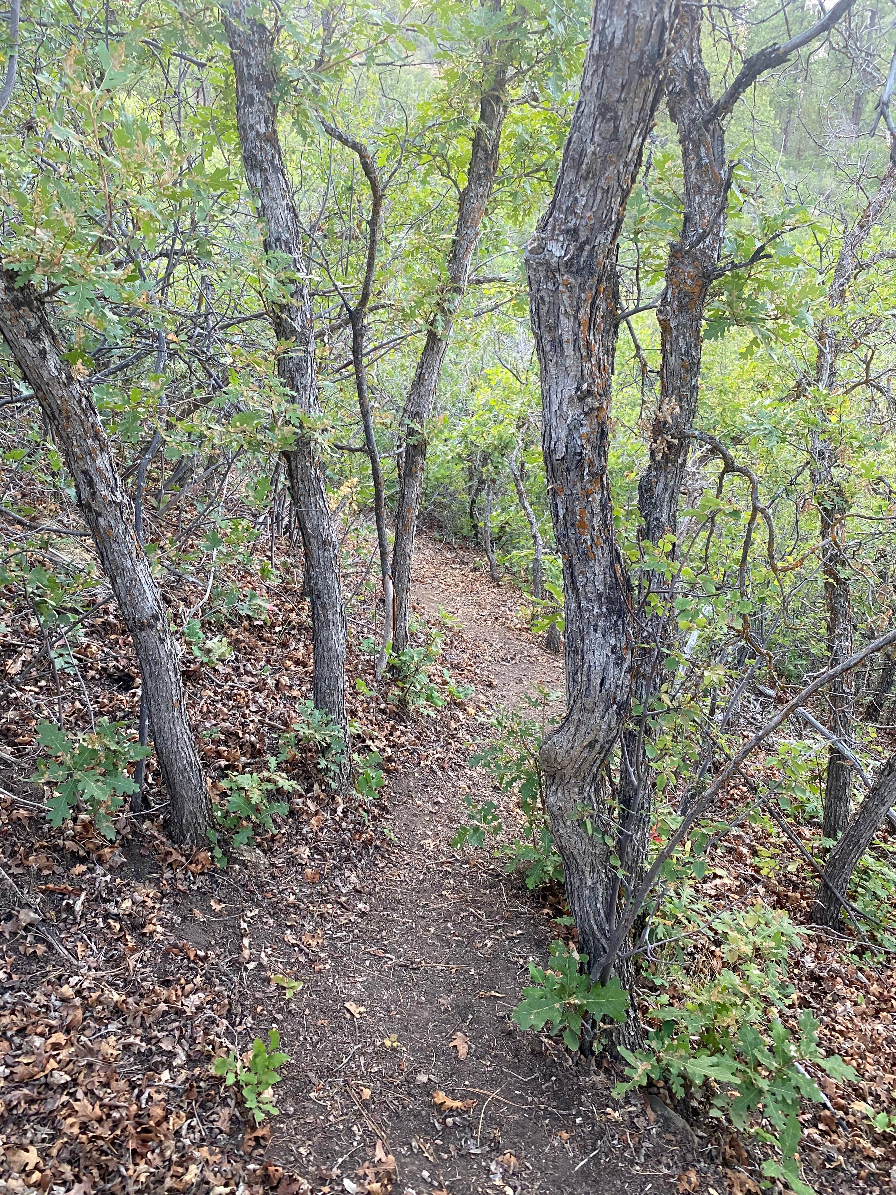 Hillside Forest Trail And Camp