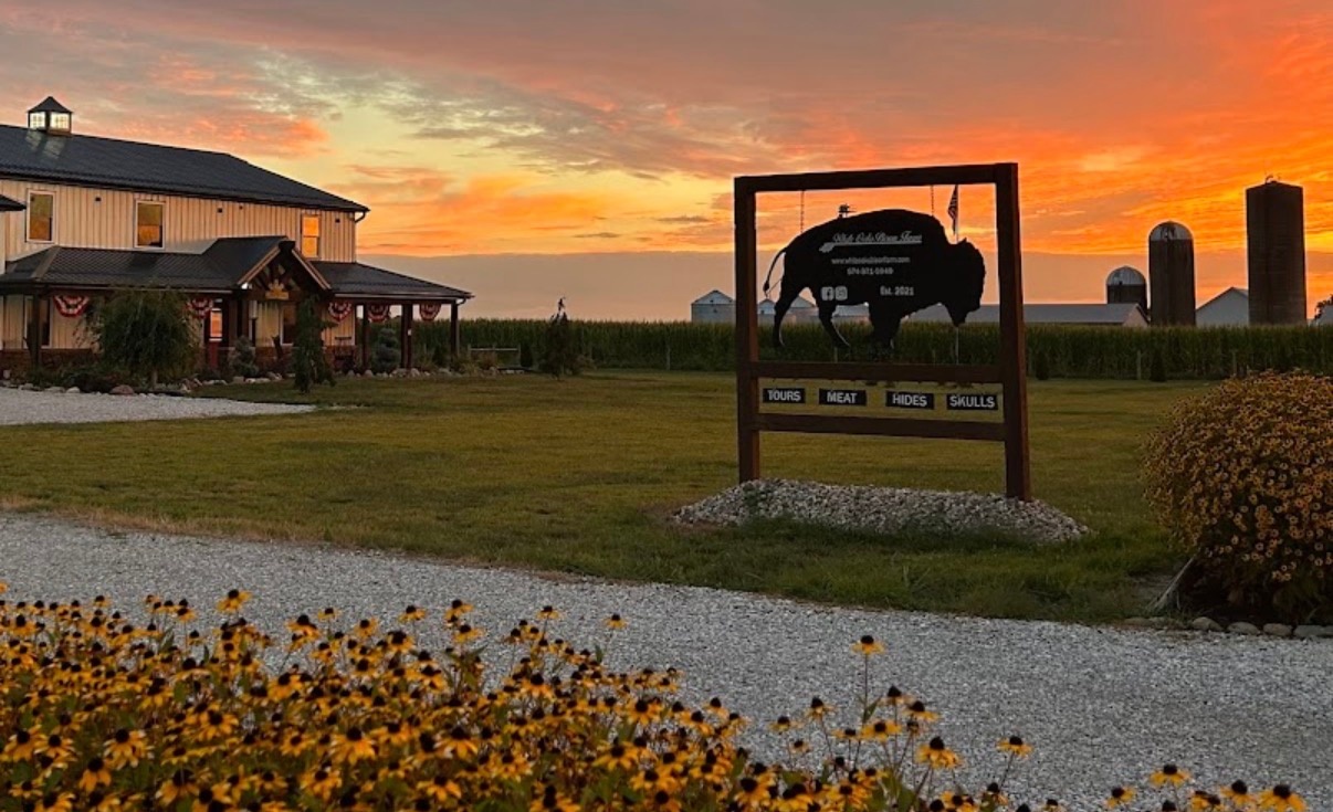 Bison Gazing at White Oaks Bison