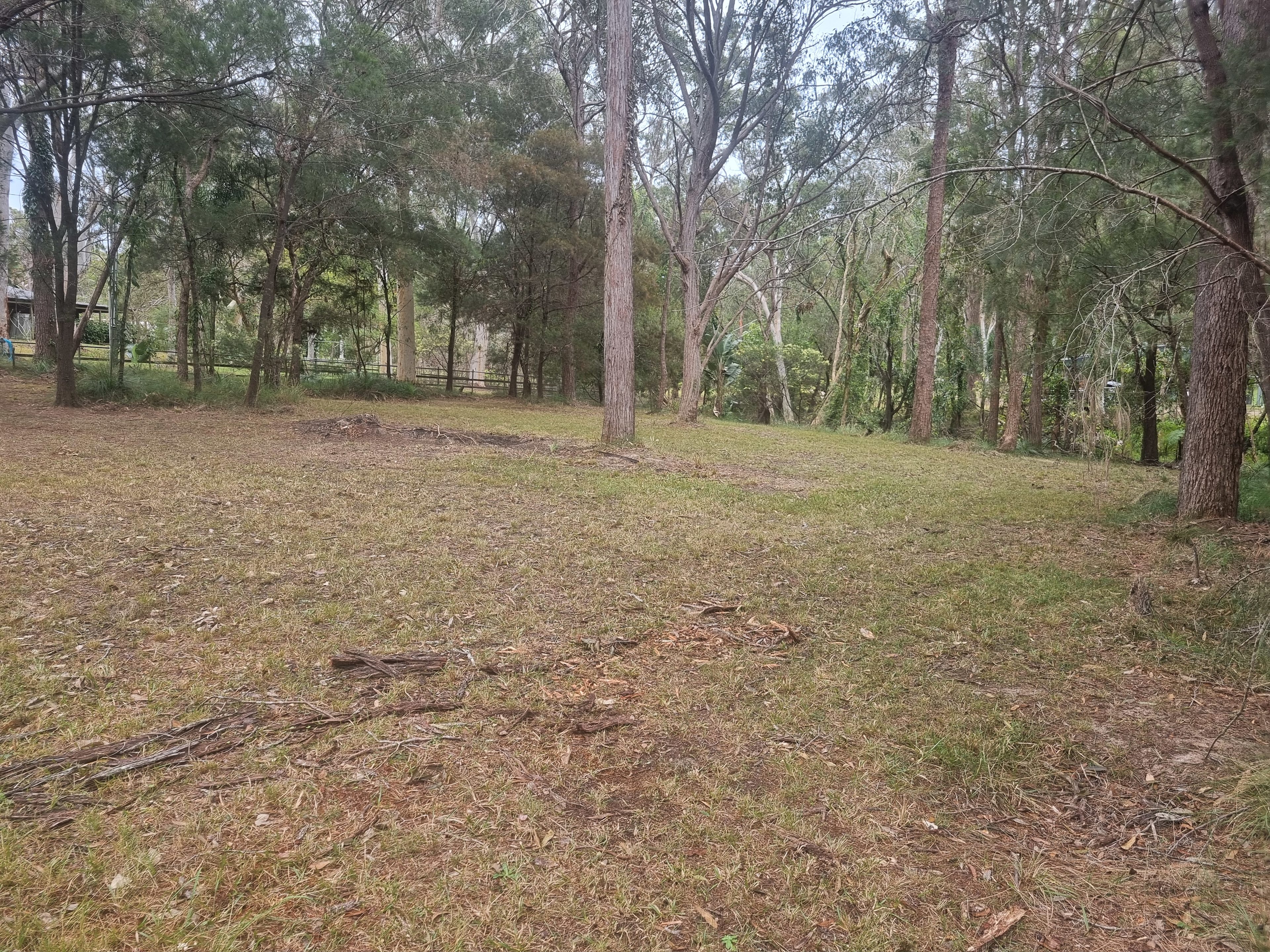 Scribbly Gums