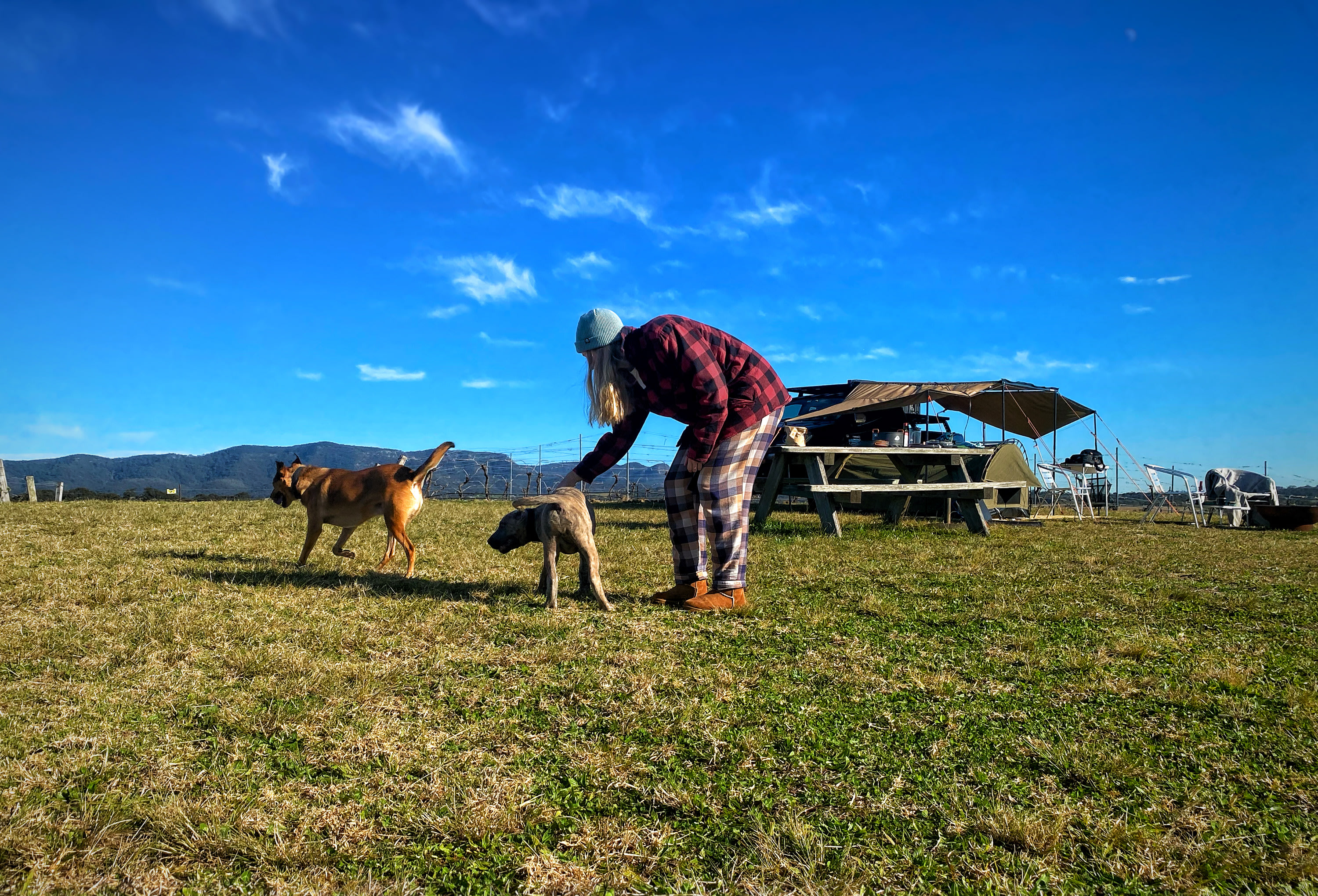 Playfull puppies. Sonny the farm dog and Frank the farmhands playfull apprentice come up to camp for pats and zoomies in the morning, and maybe to see what's for breakfast