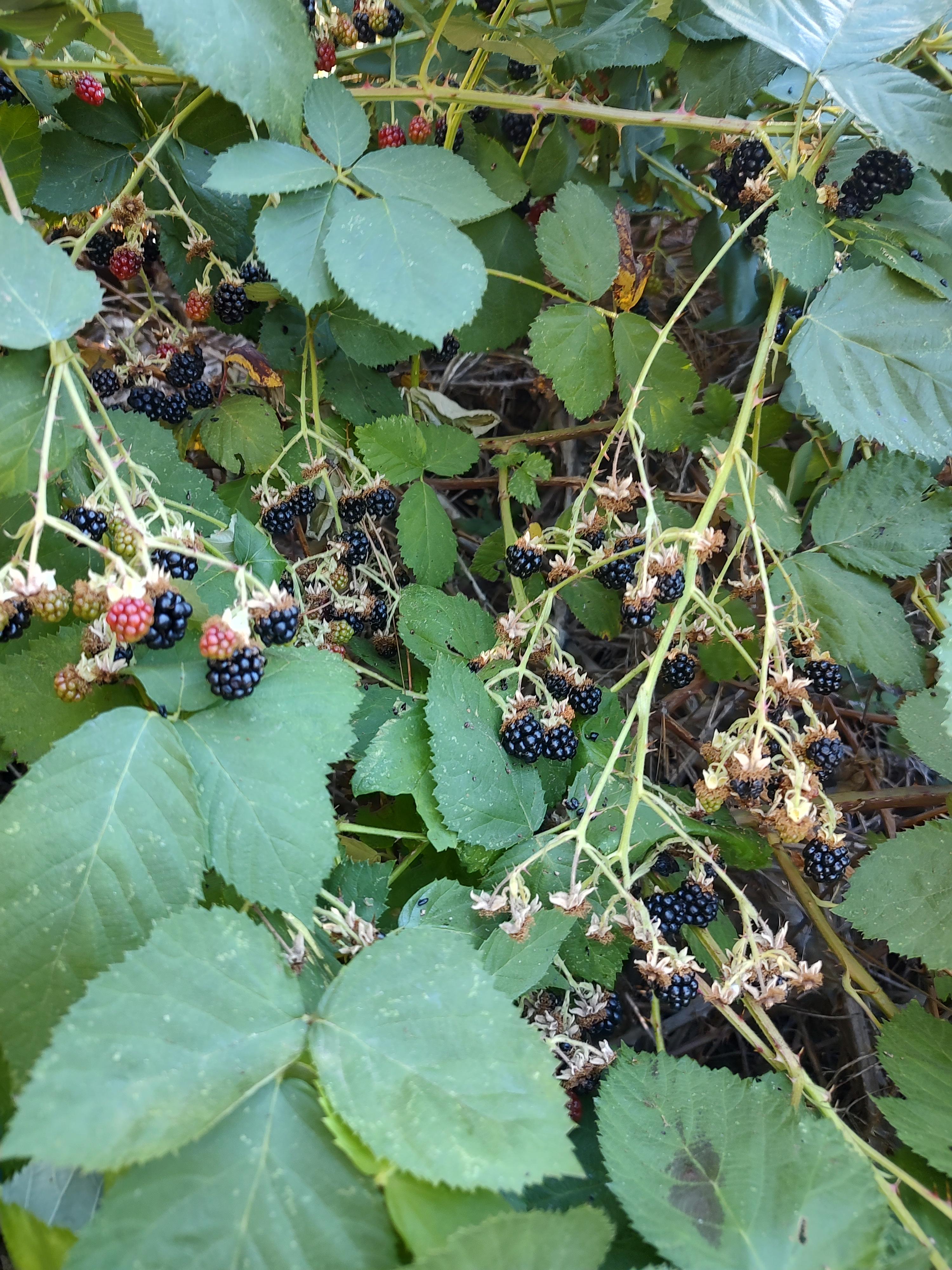 Purdon crossing Yuba campground.