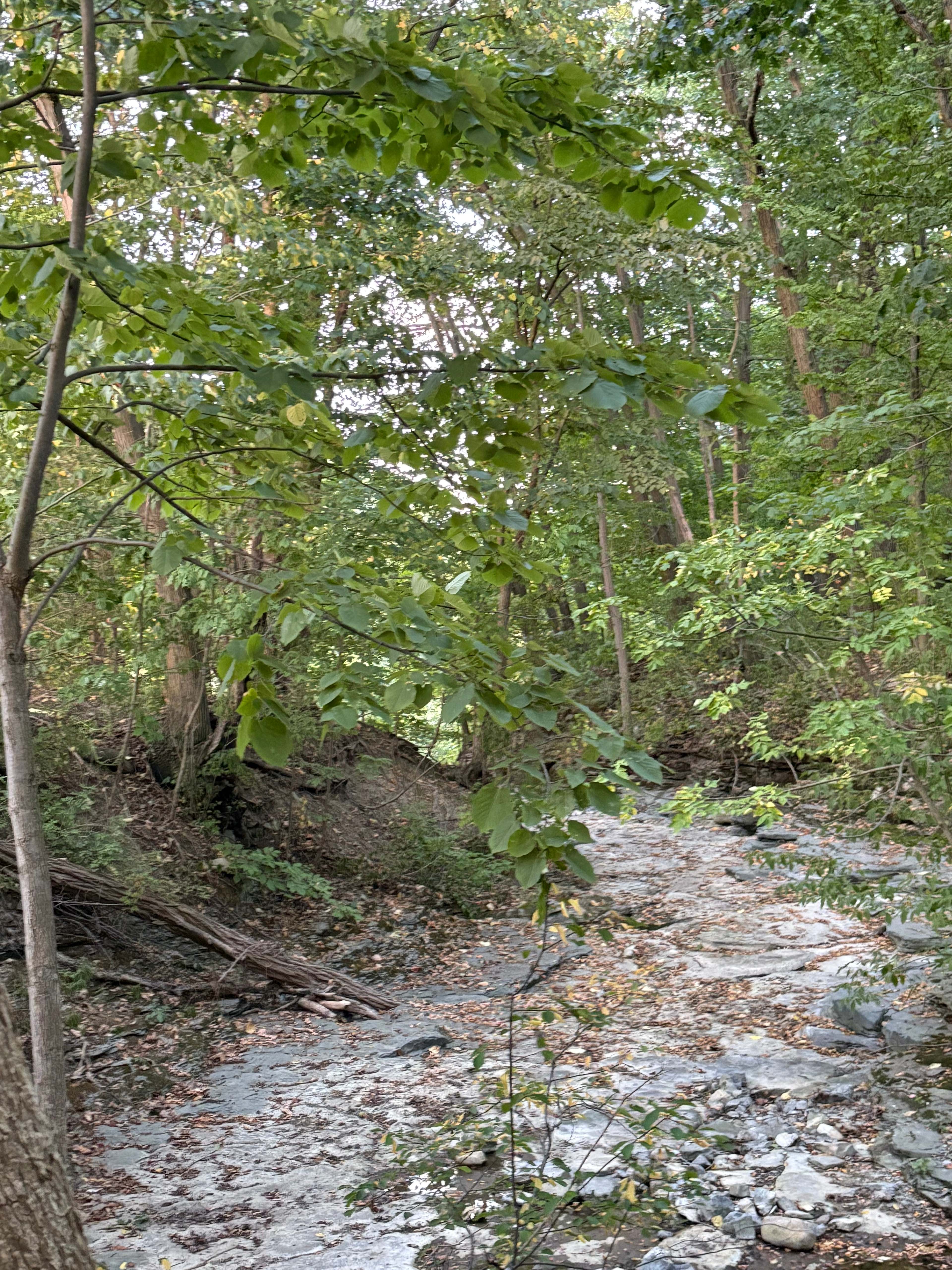 Melanie’s Land and Ravine and Creek