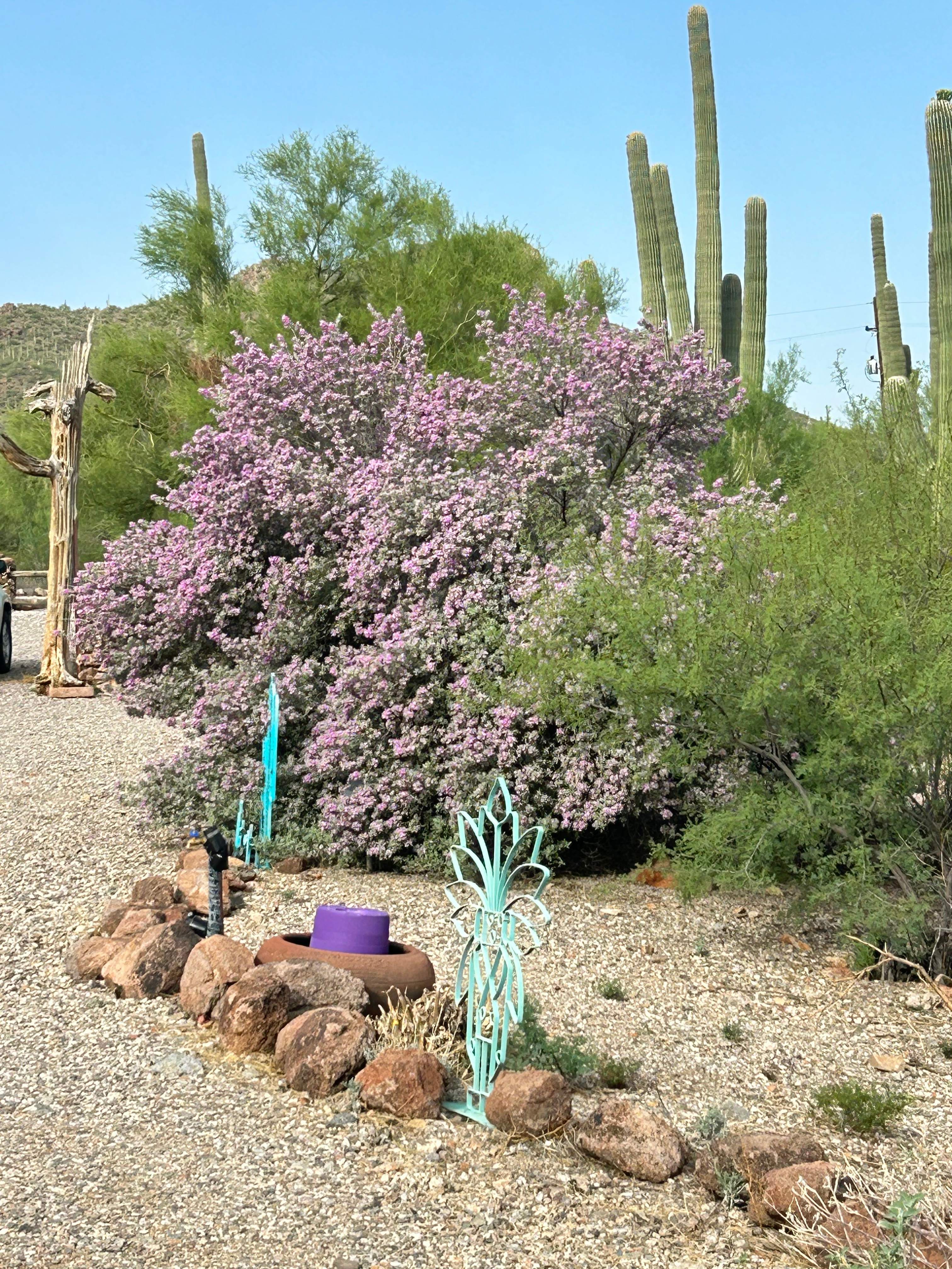 Saguaro  Sky Ranch