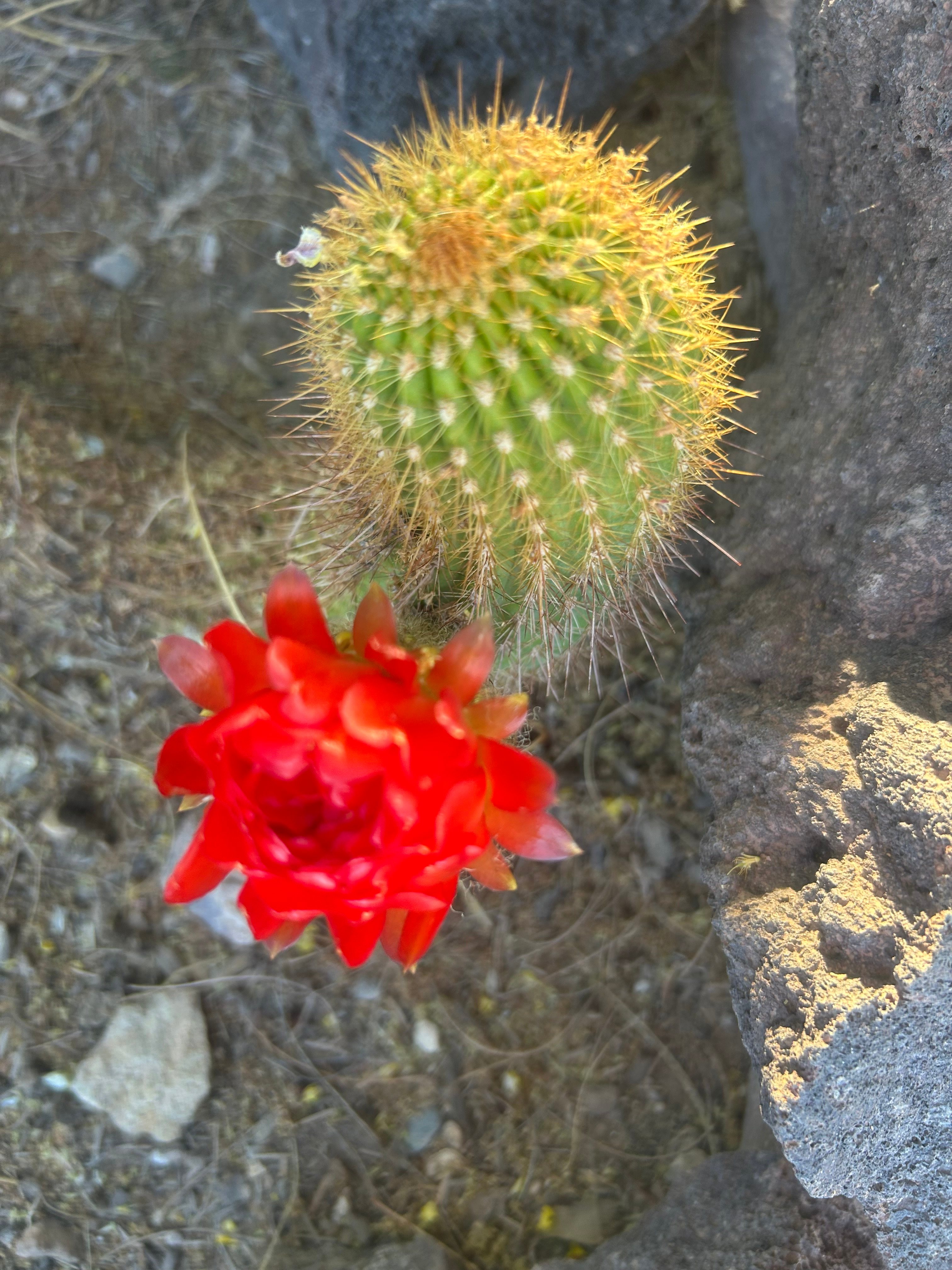 Saguaro  Sky Ranch and Retreat