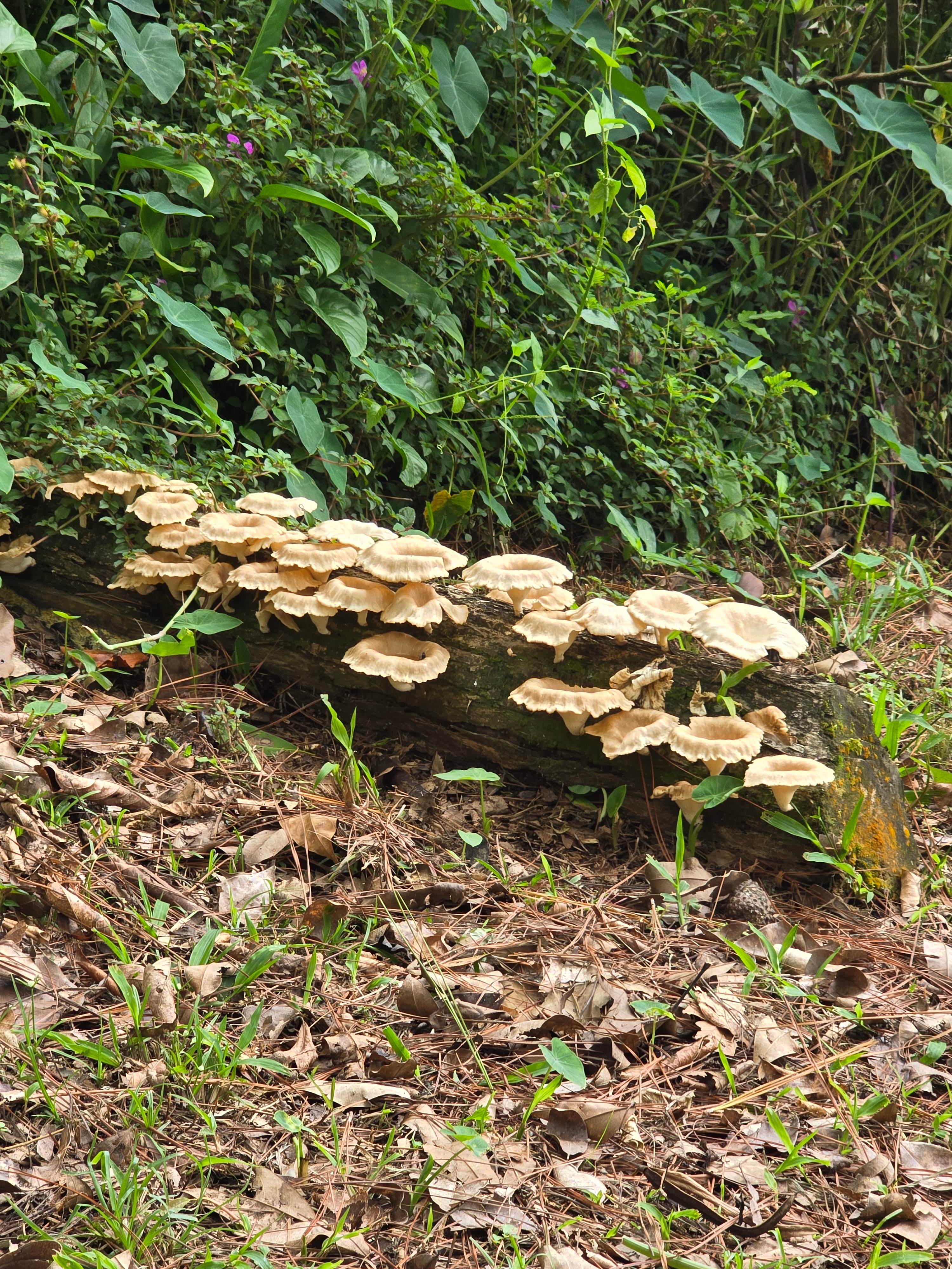 The Singing Rooster Farm And Campground
