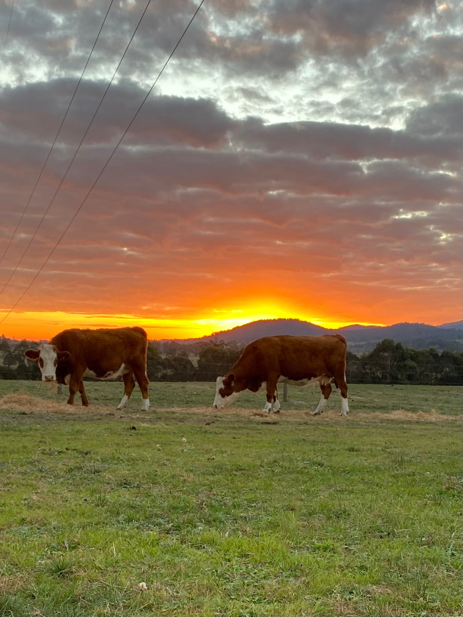 Cannavale Farm Stay