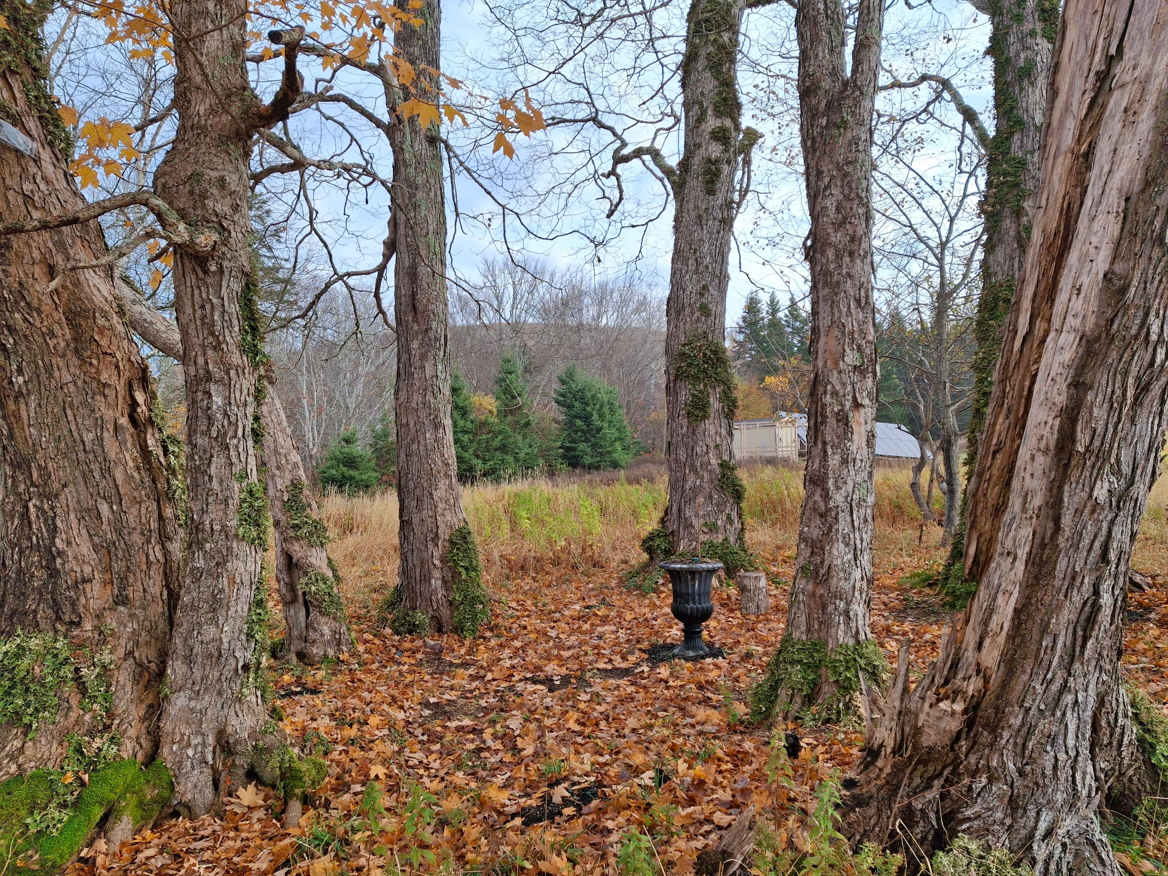 The Fainn Crann, or tree ring. 