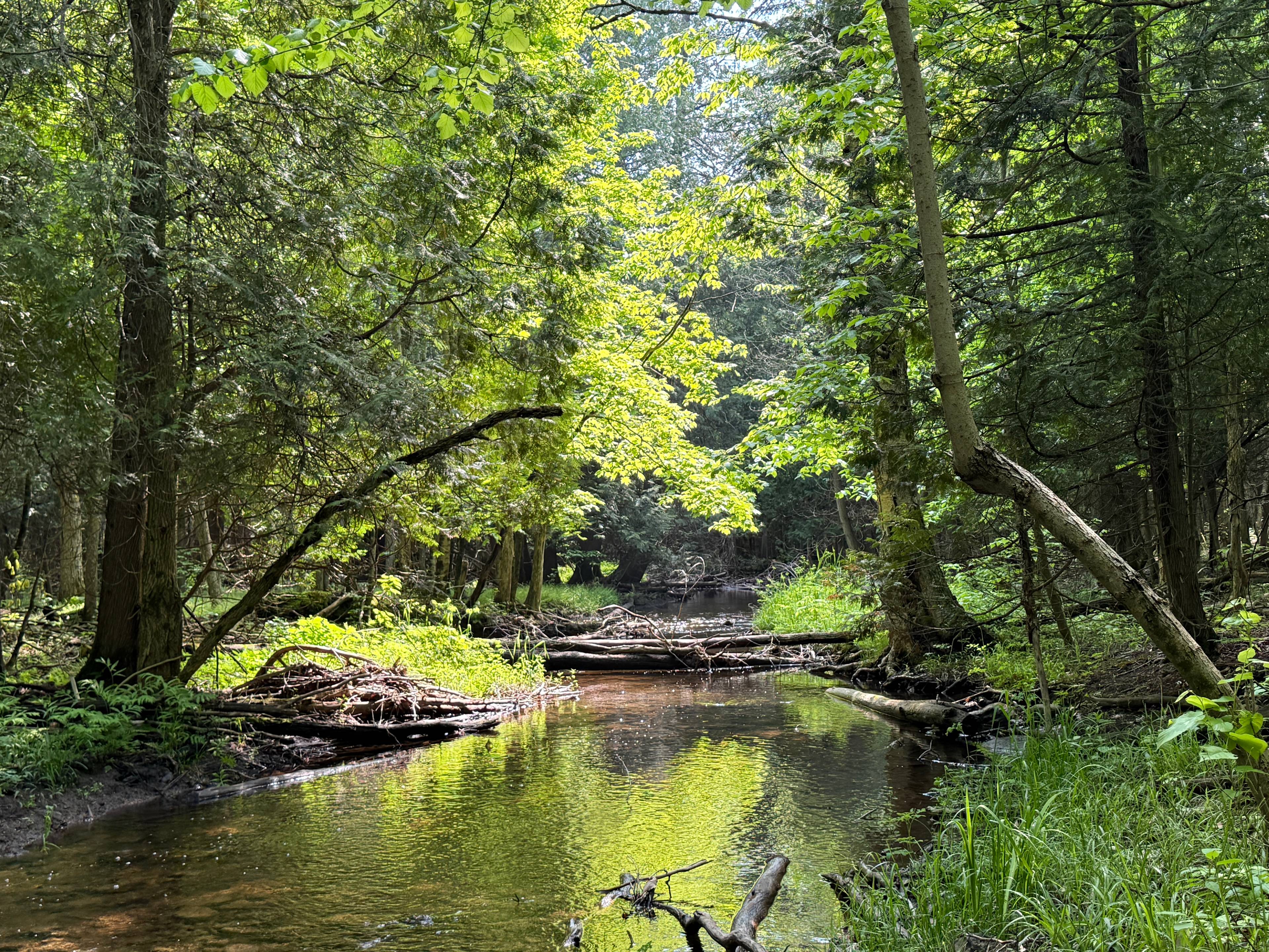 Meadow Bunkie on 88 Acres
