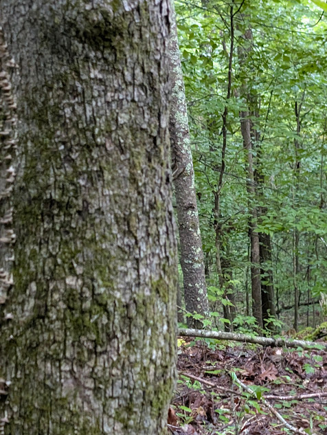 Camp Goldenrod  RRGorge-CaveR Lake