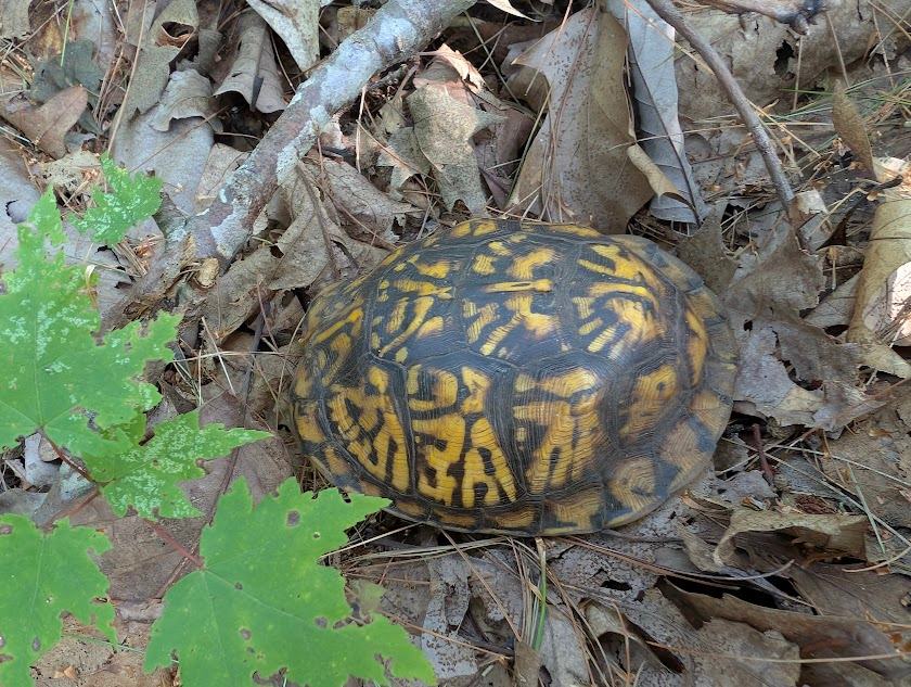 Eastern Box Turtle