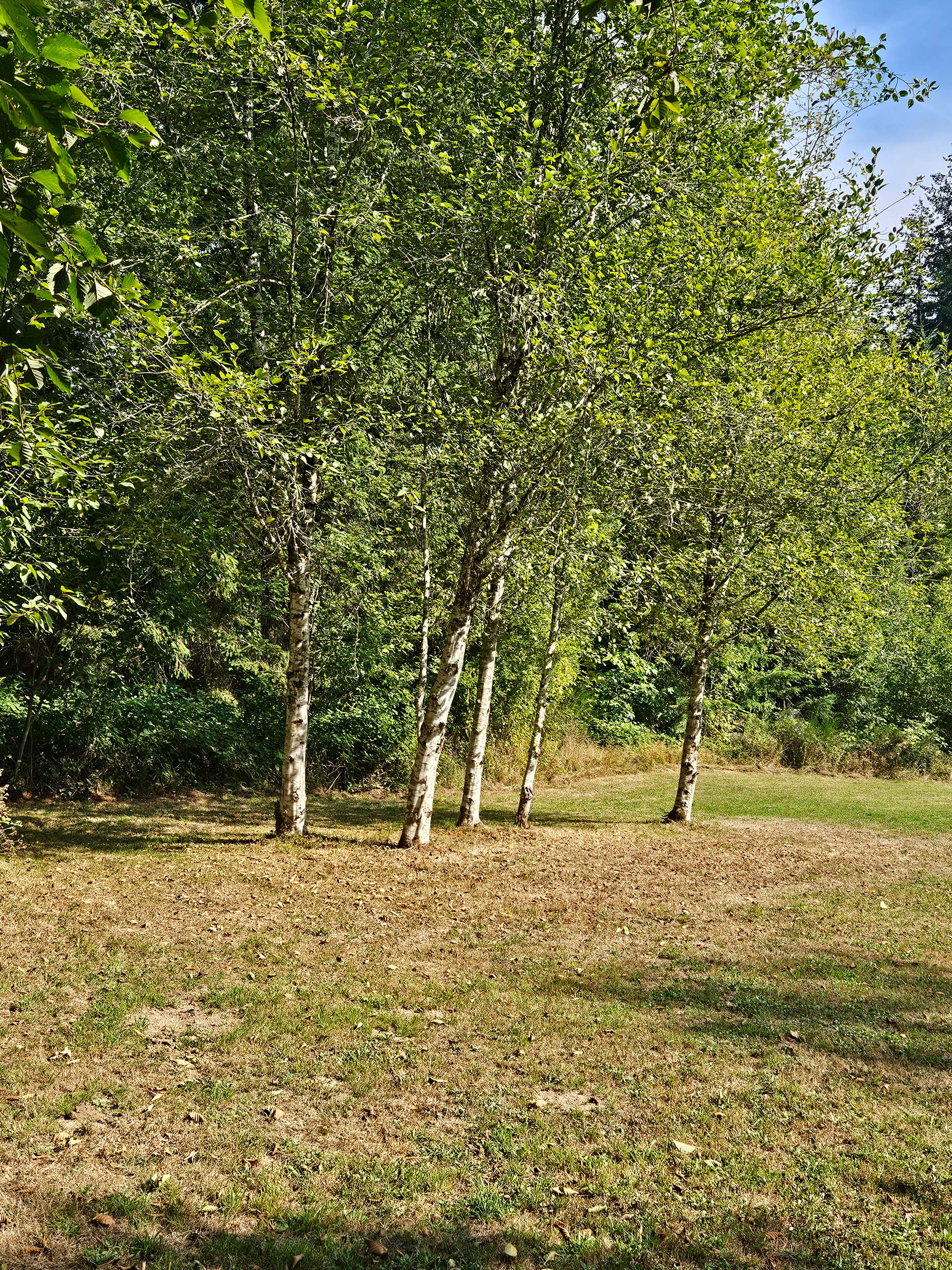 Rustic Borders
