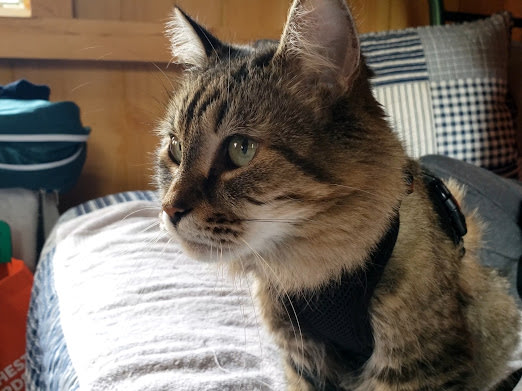 White Pines Cabin Retreat