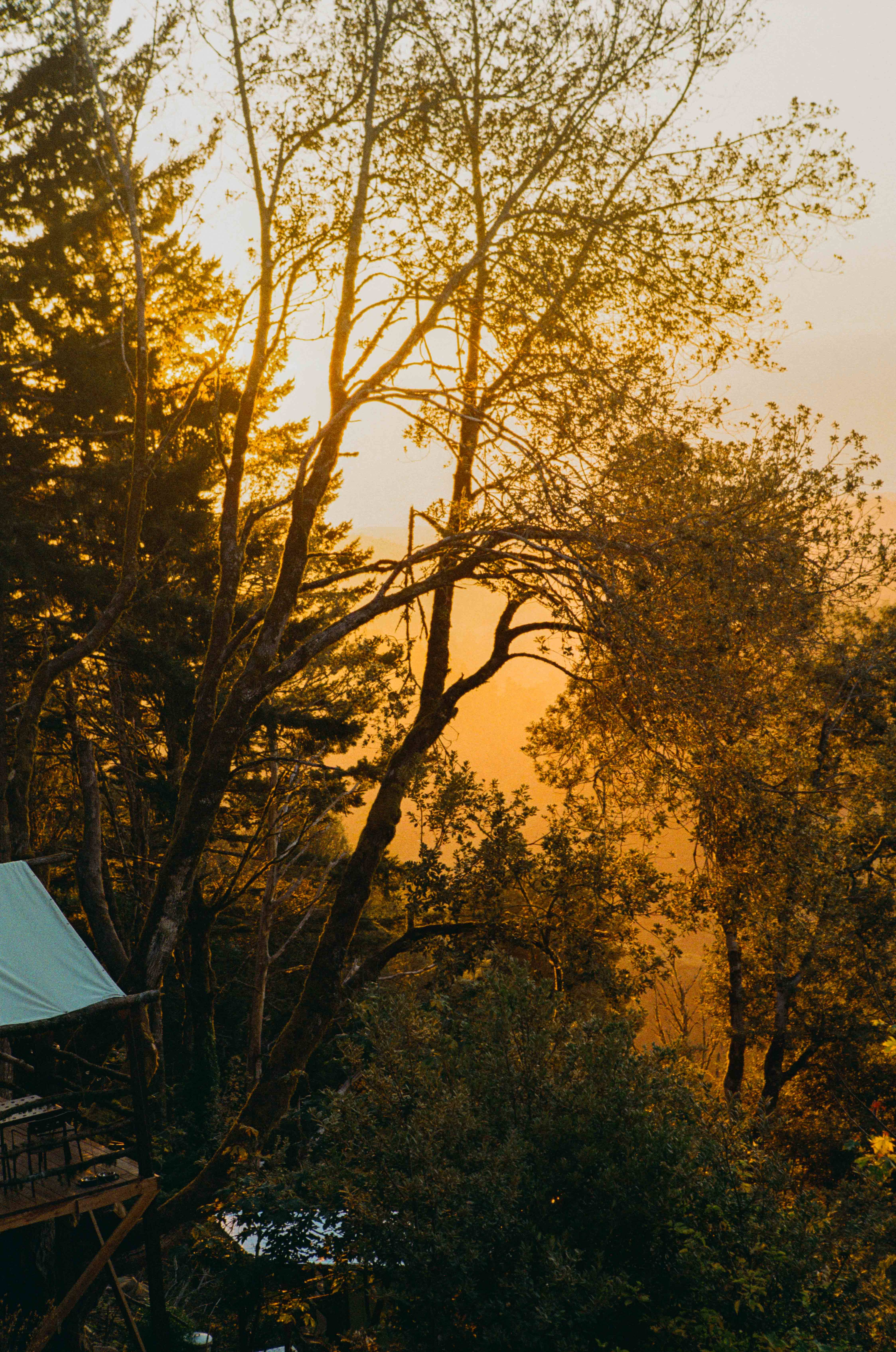 Golden hour views through the trees