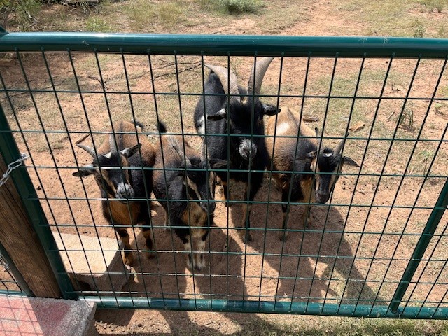 Valle de Oro RV Pad at LVE Ranch