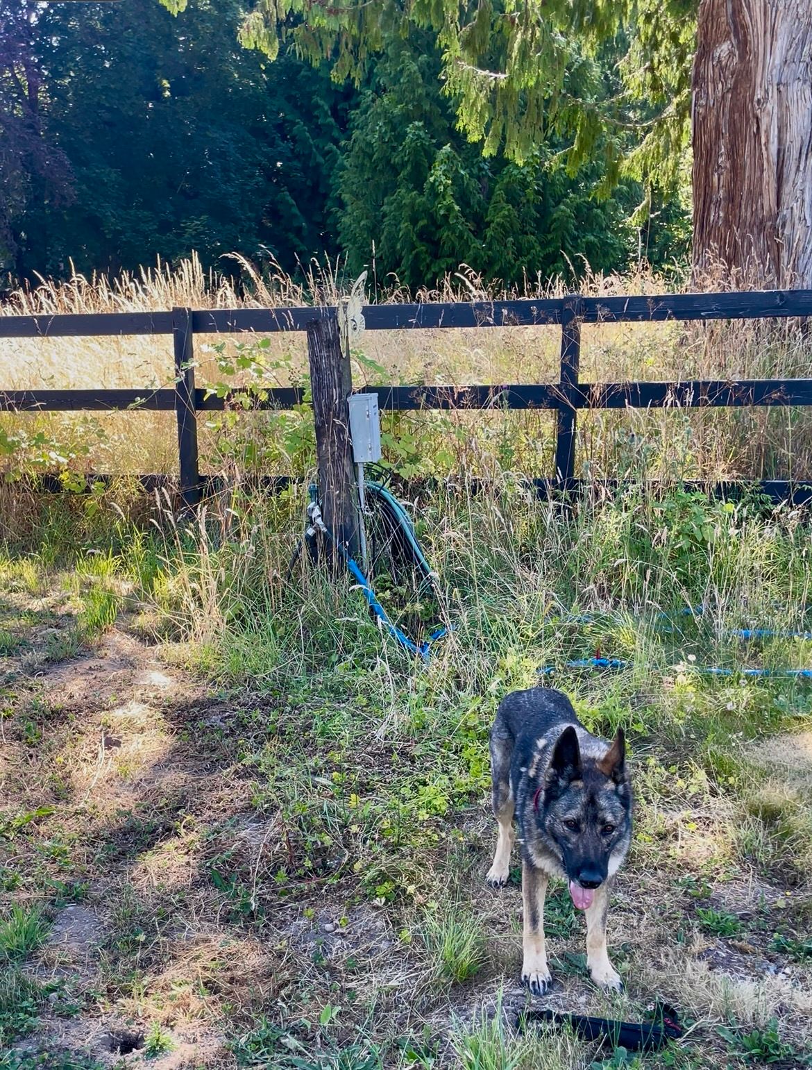 Your water and electric hook up is here! Piper the GSD is the resident farm dog but will not be interacting with you during your stay! 