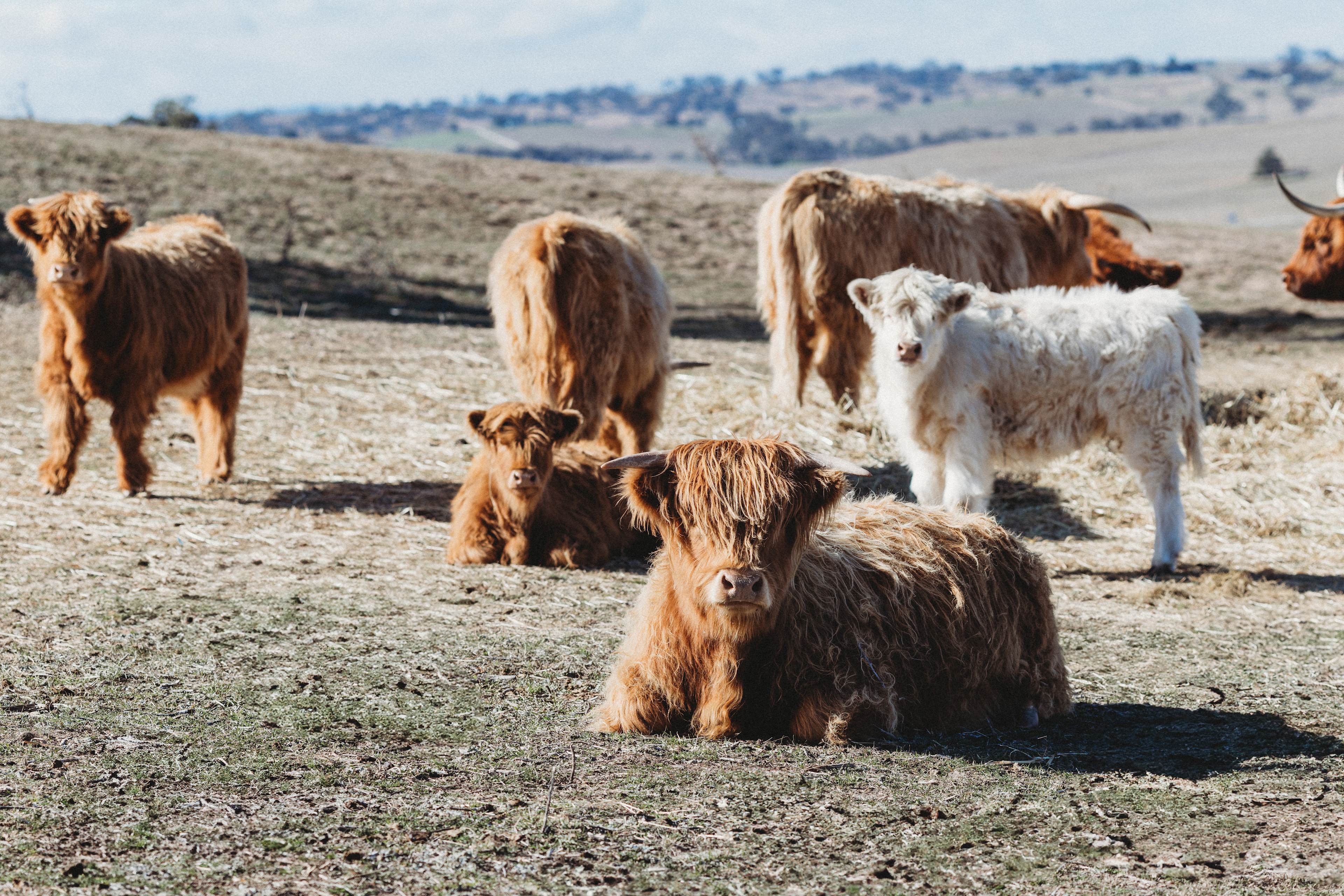 Rustic Range Retreat