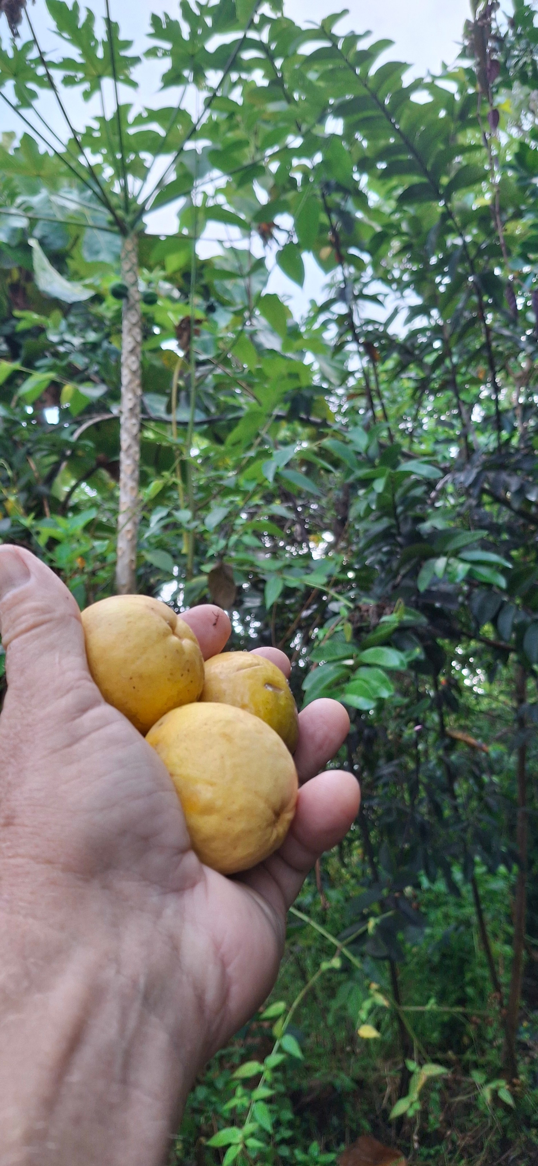 Pahoa Enjoy The Adventure Camp