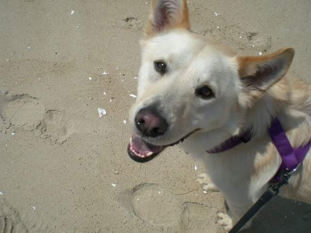 This is Zeke.  We named our Hipcamp after him.  