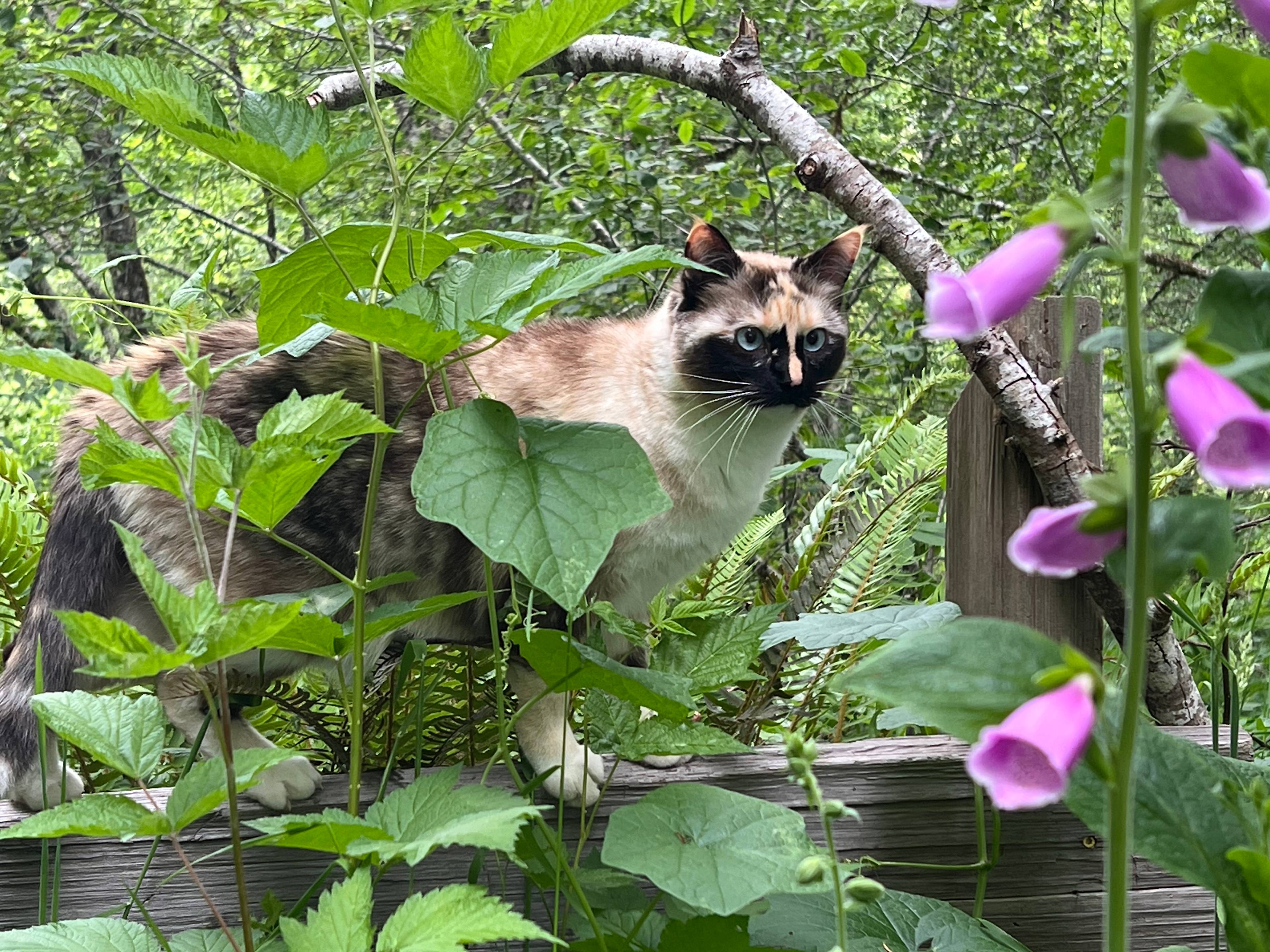 Rainbow Ridge Retreat