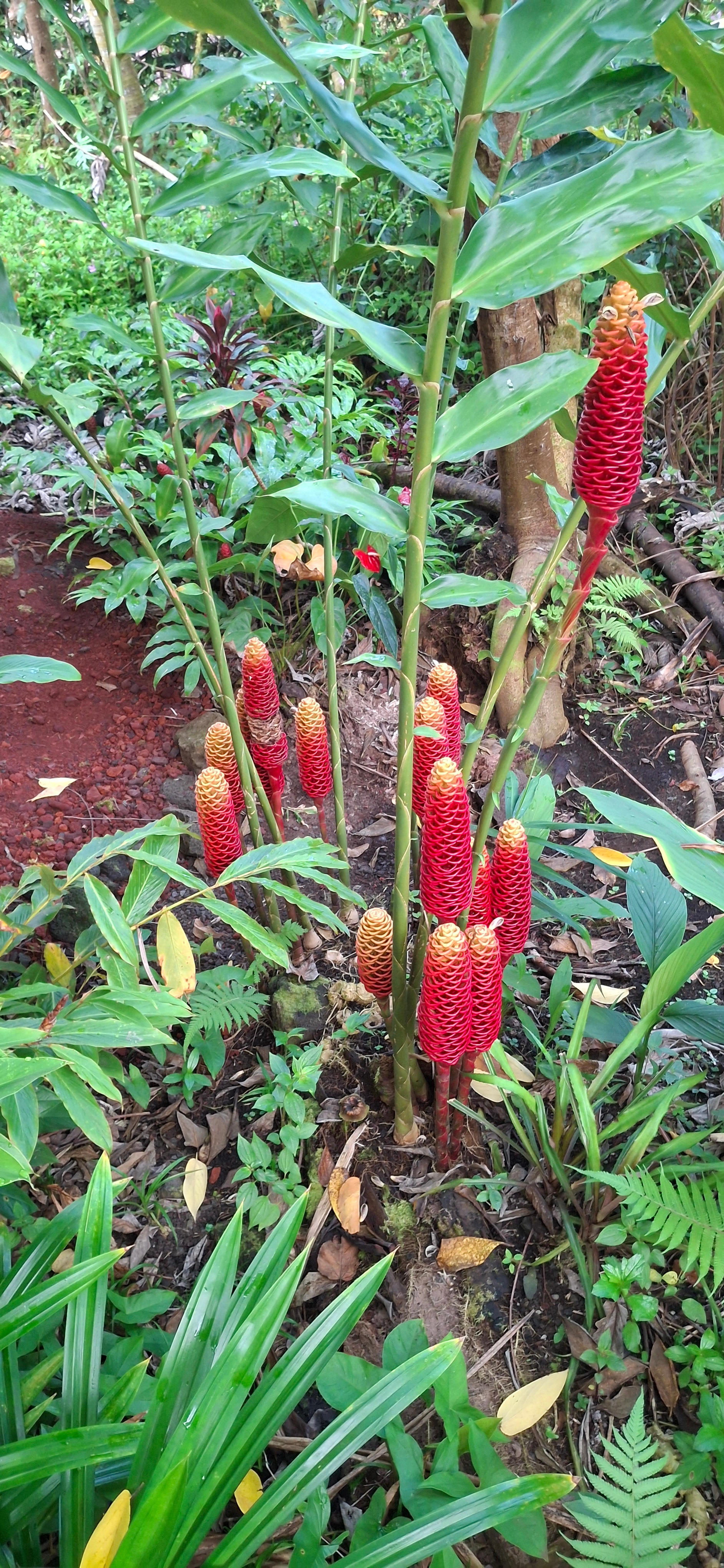 Pahoa Enjoy The Adventure Camp