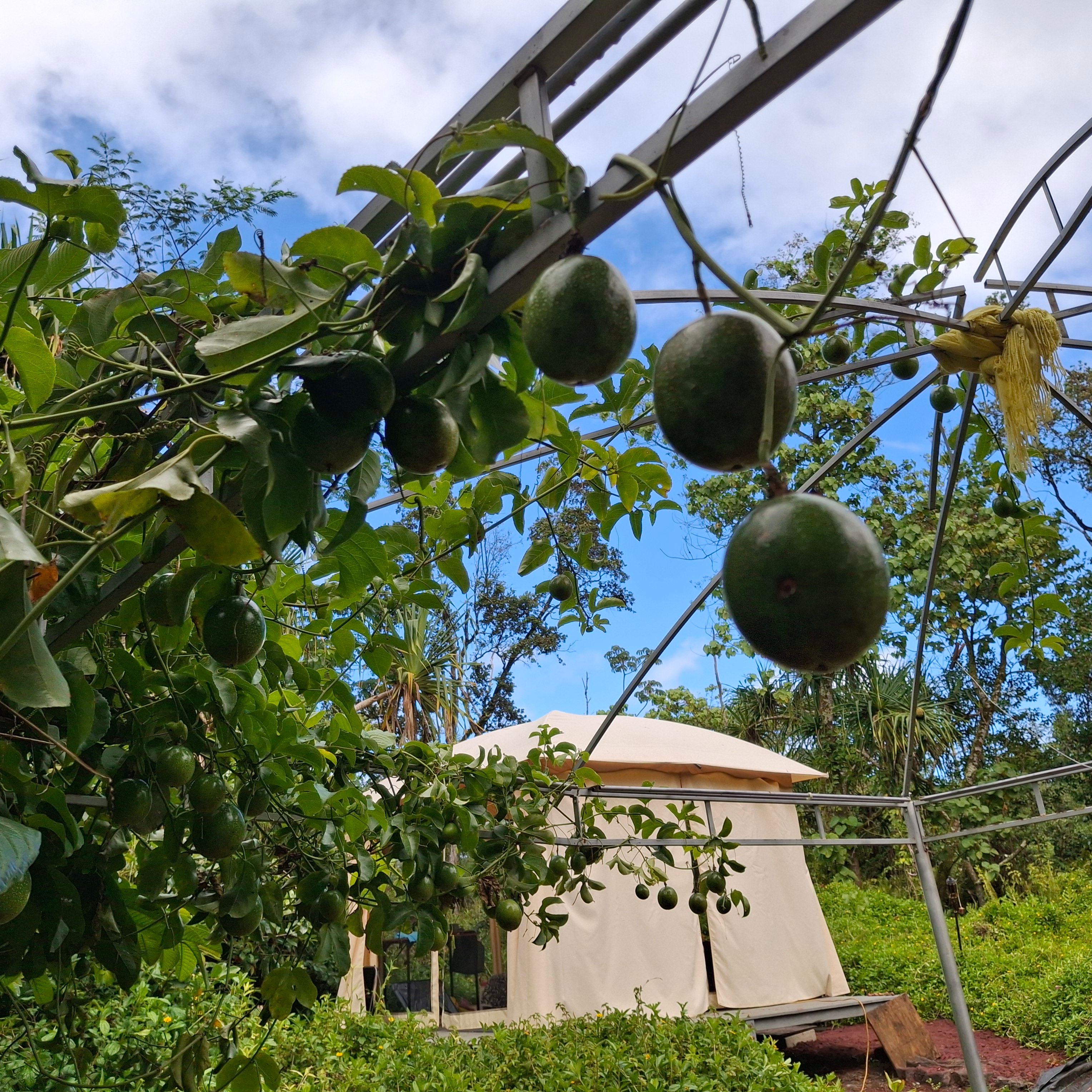 Pahoa Enjoy The Adventure Camp