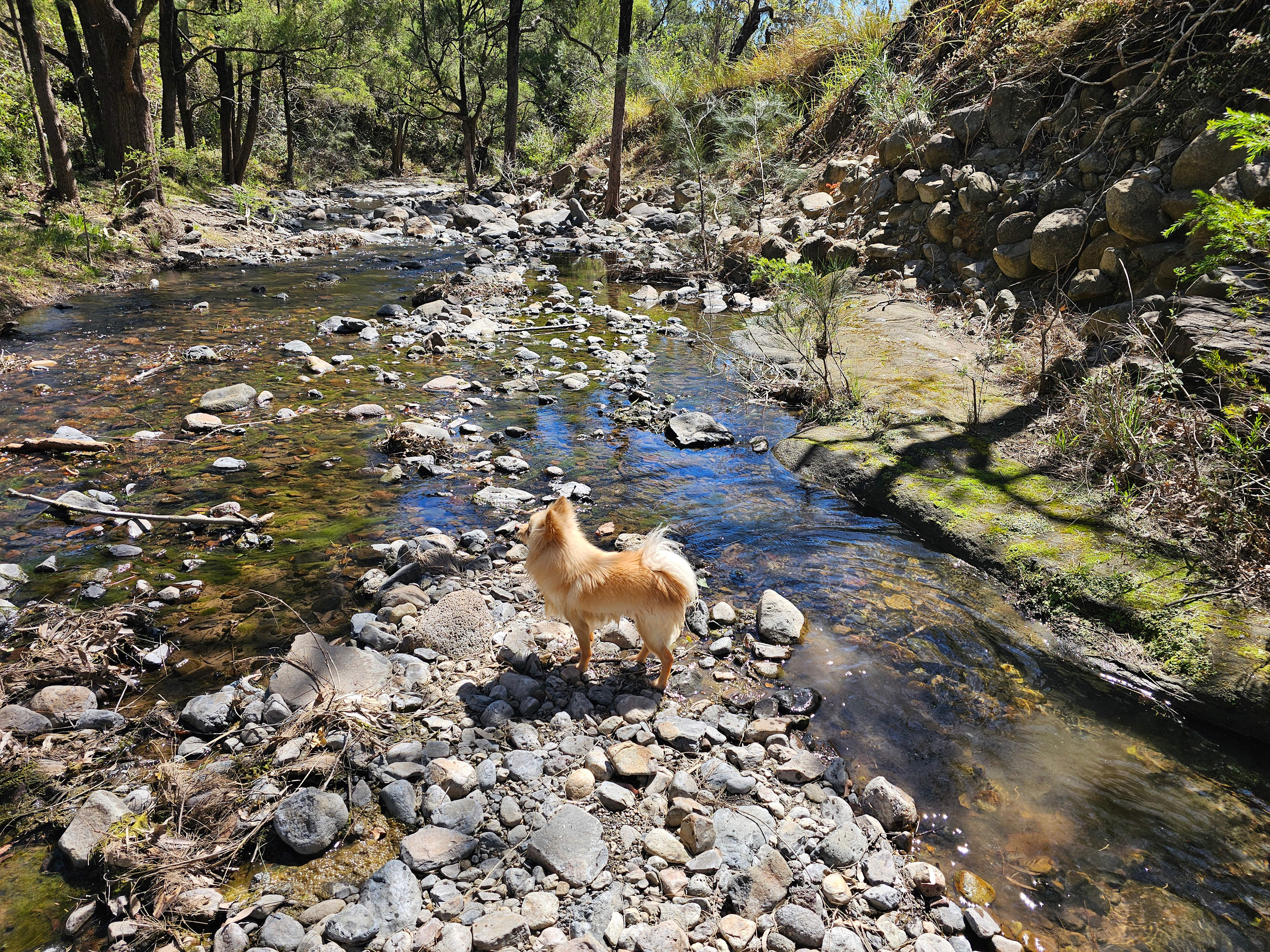 Dont forget brushes for your long haired friends 😂