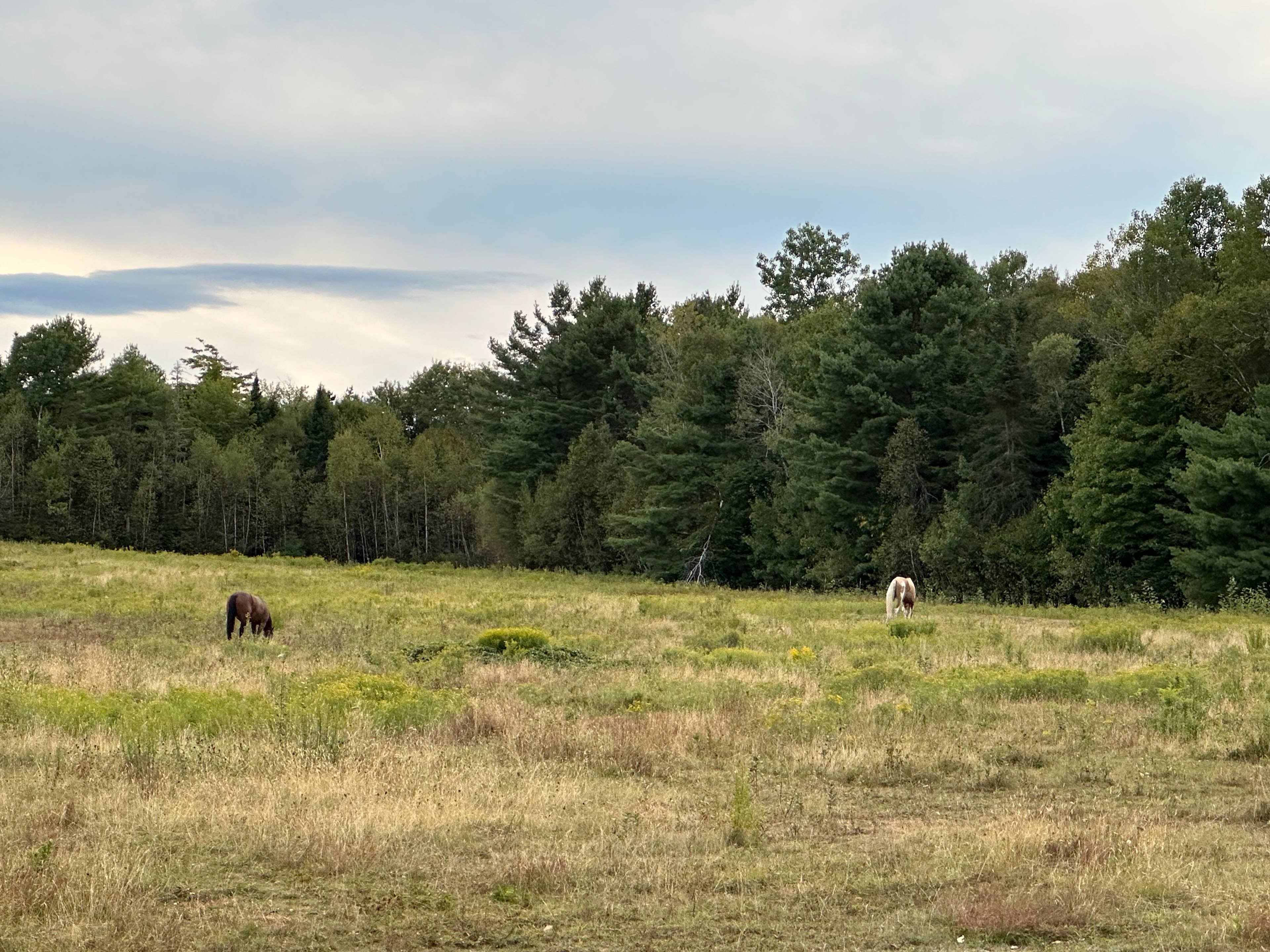 Pasture