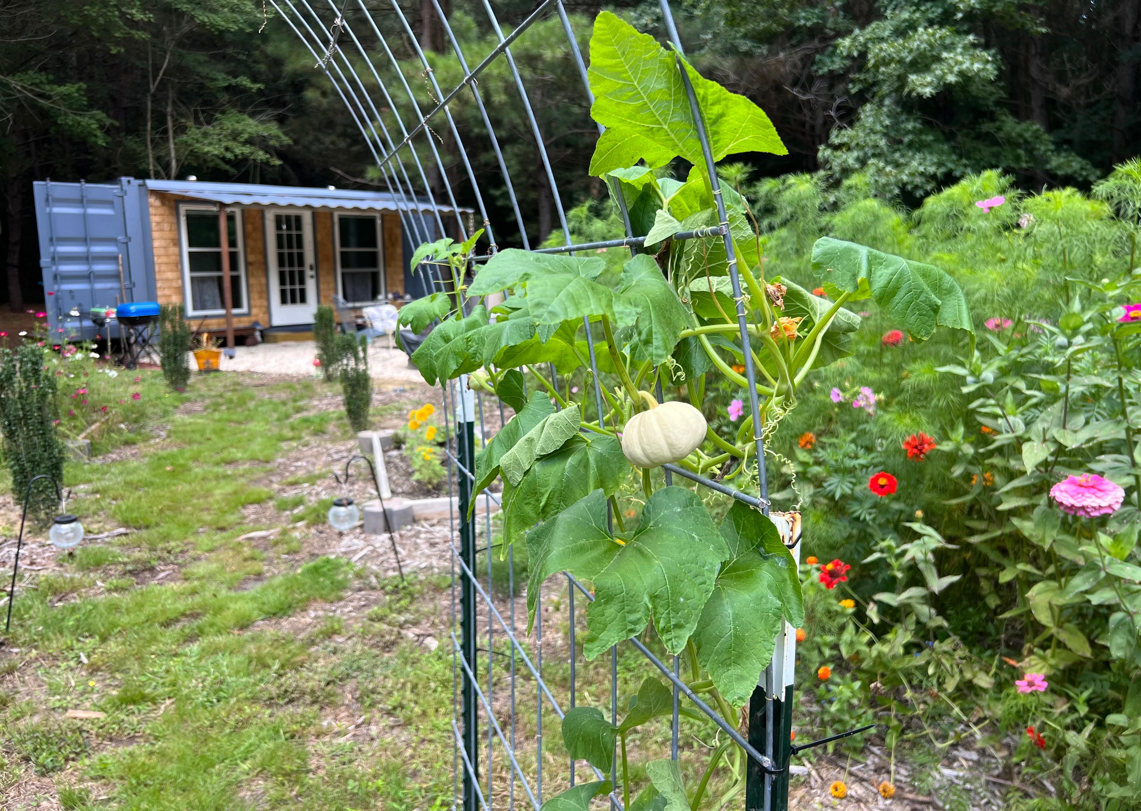 In full bloom August 2025