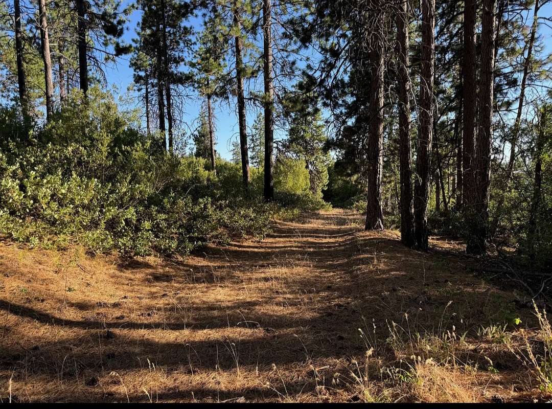 Black Bear Retreat