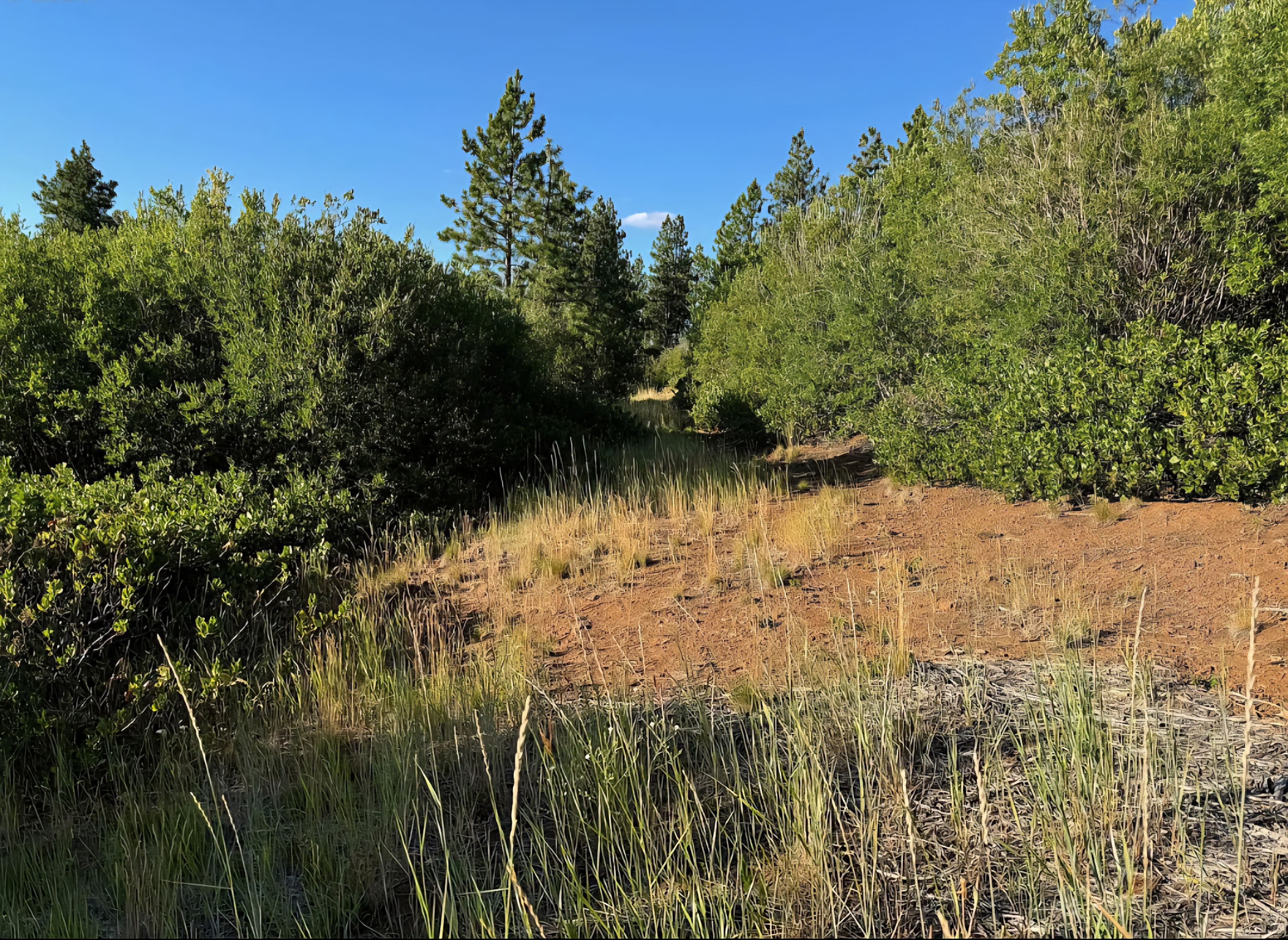 Black Bear Retreat