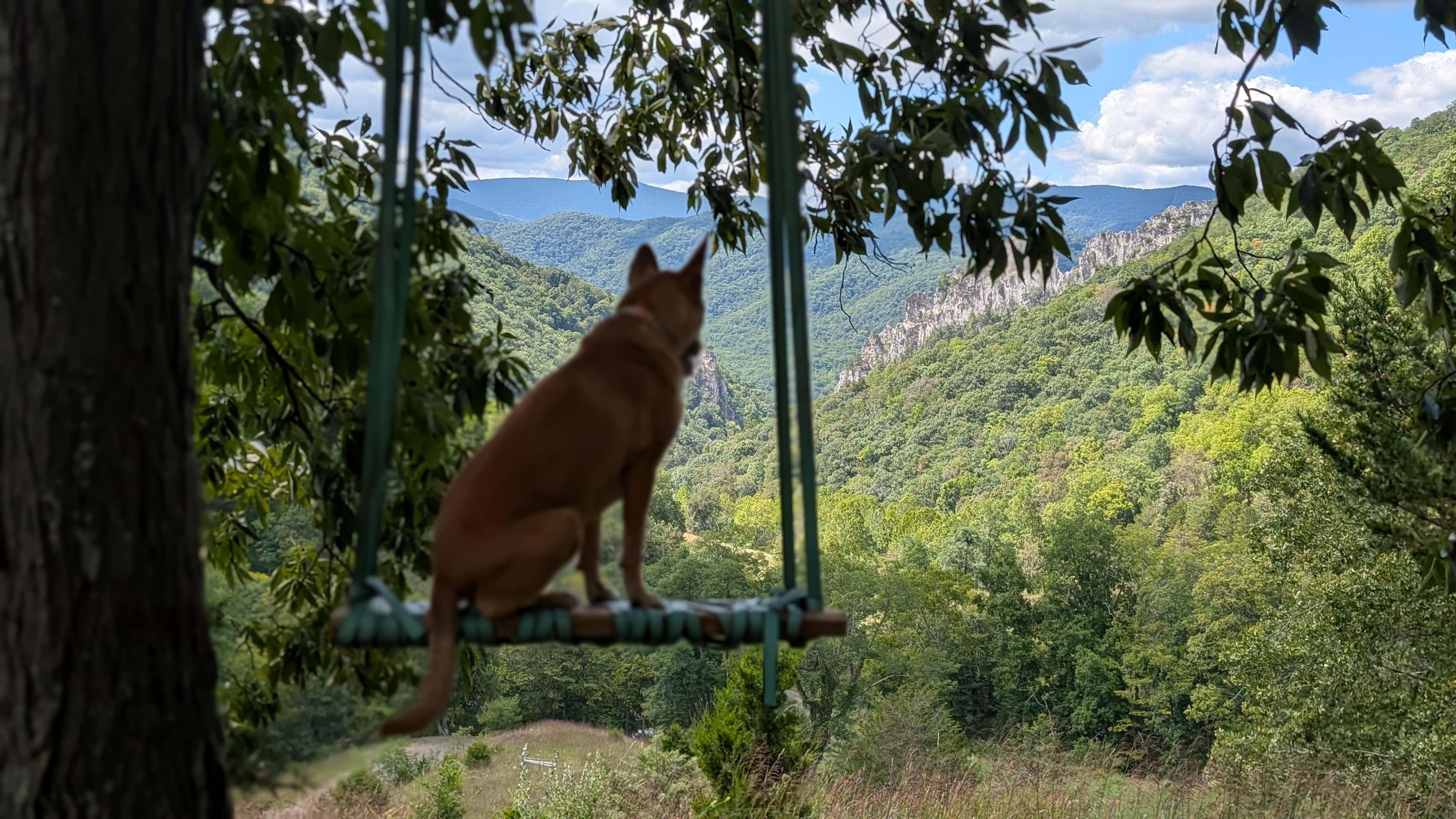 This swing is located a short distance away/uphill from Rock Solid!