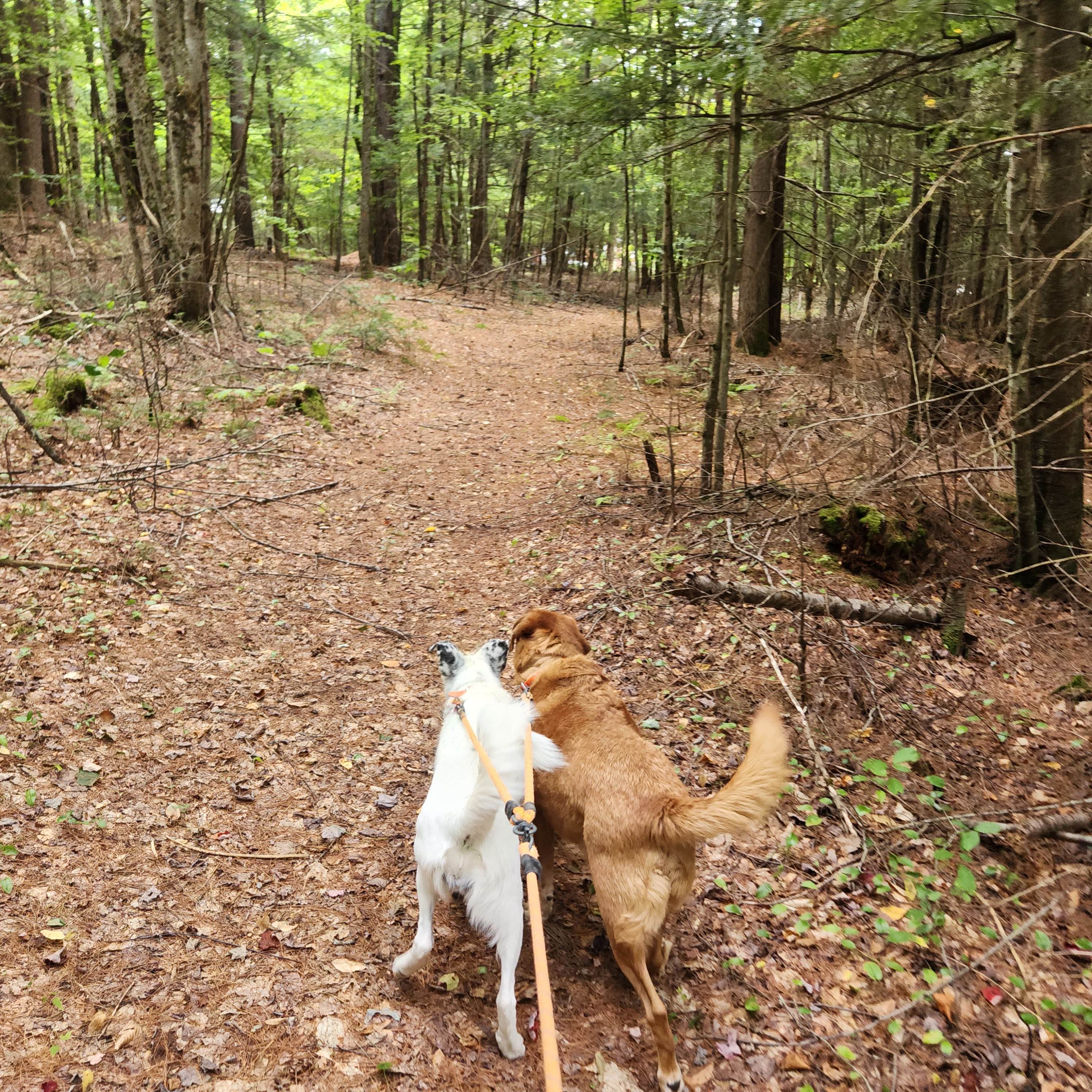 Fish house campsites