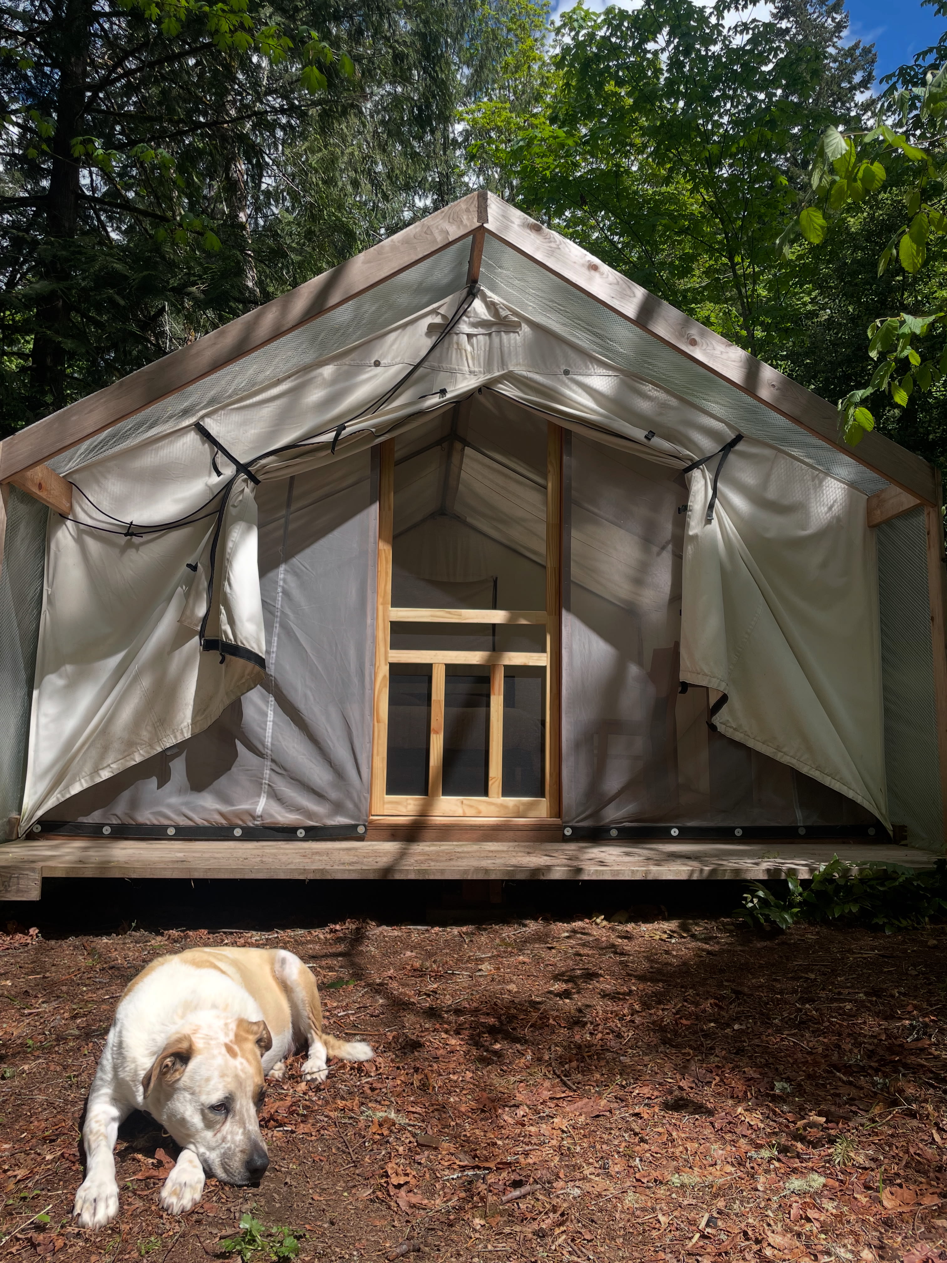 Owl tent is dog friendly.