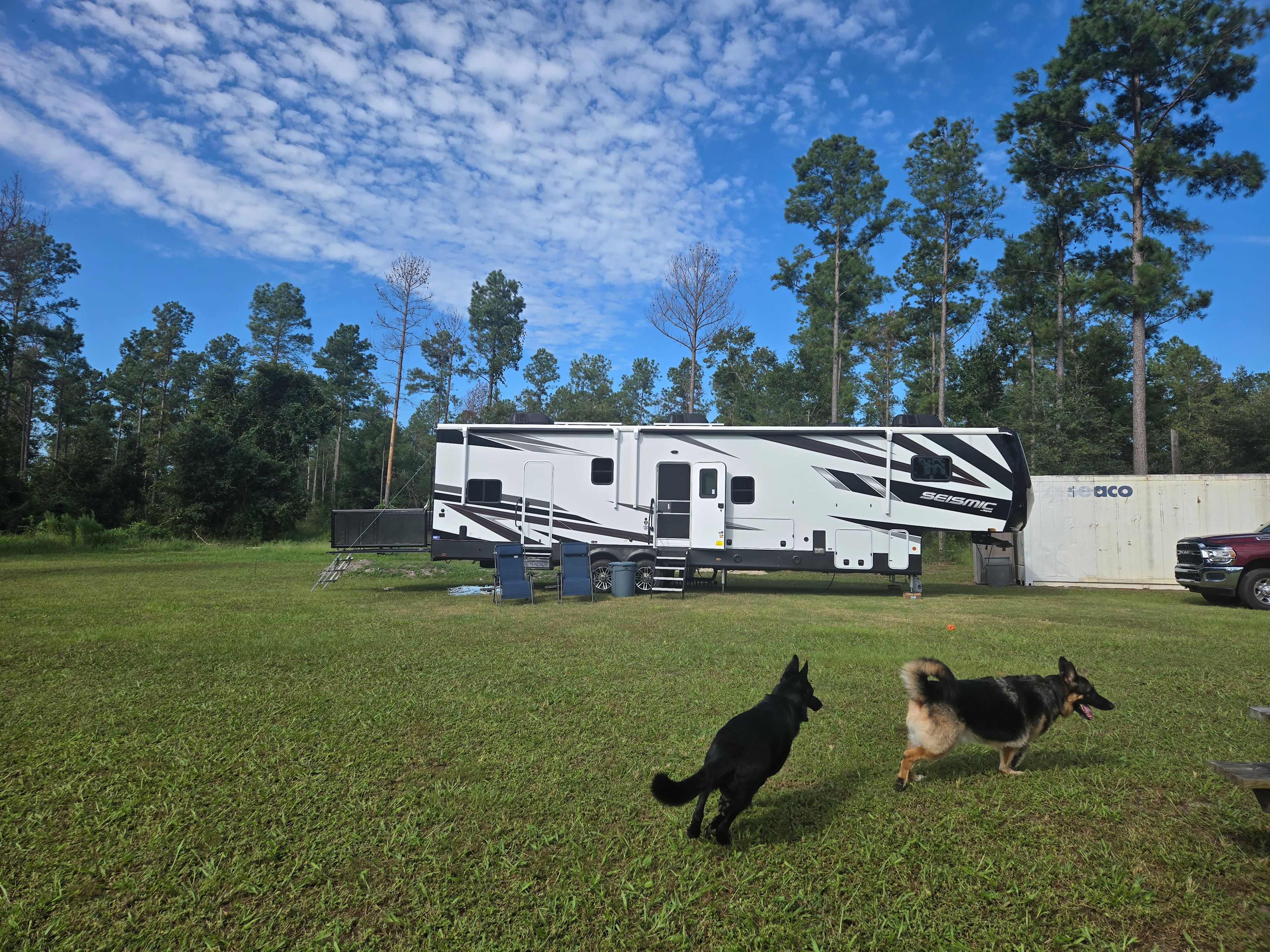 2 of the dogs playing