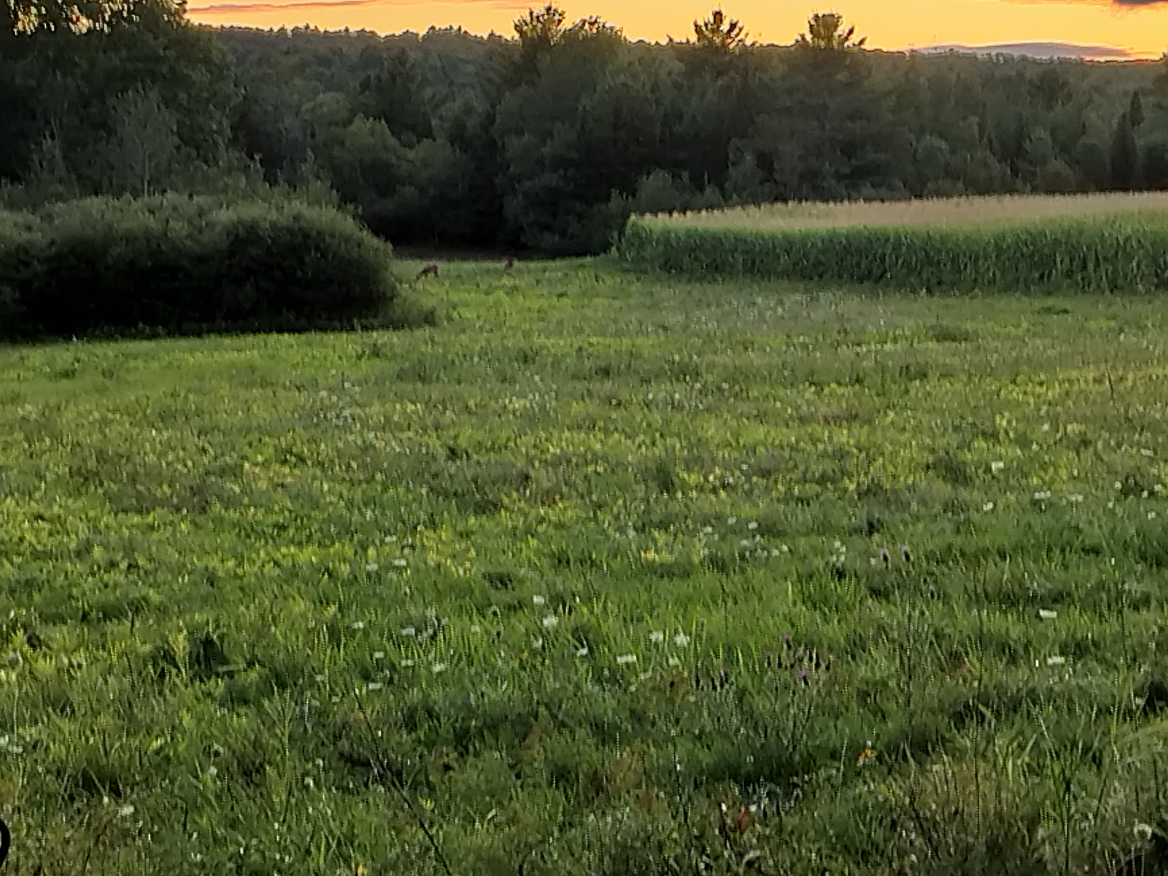 Tiny Tupper Recovery Cabin