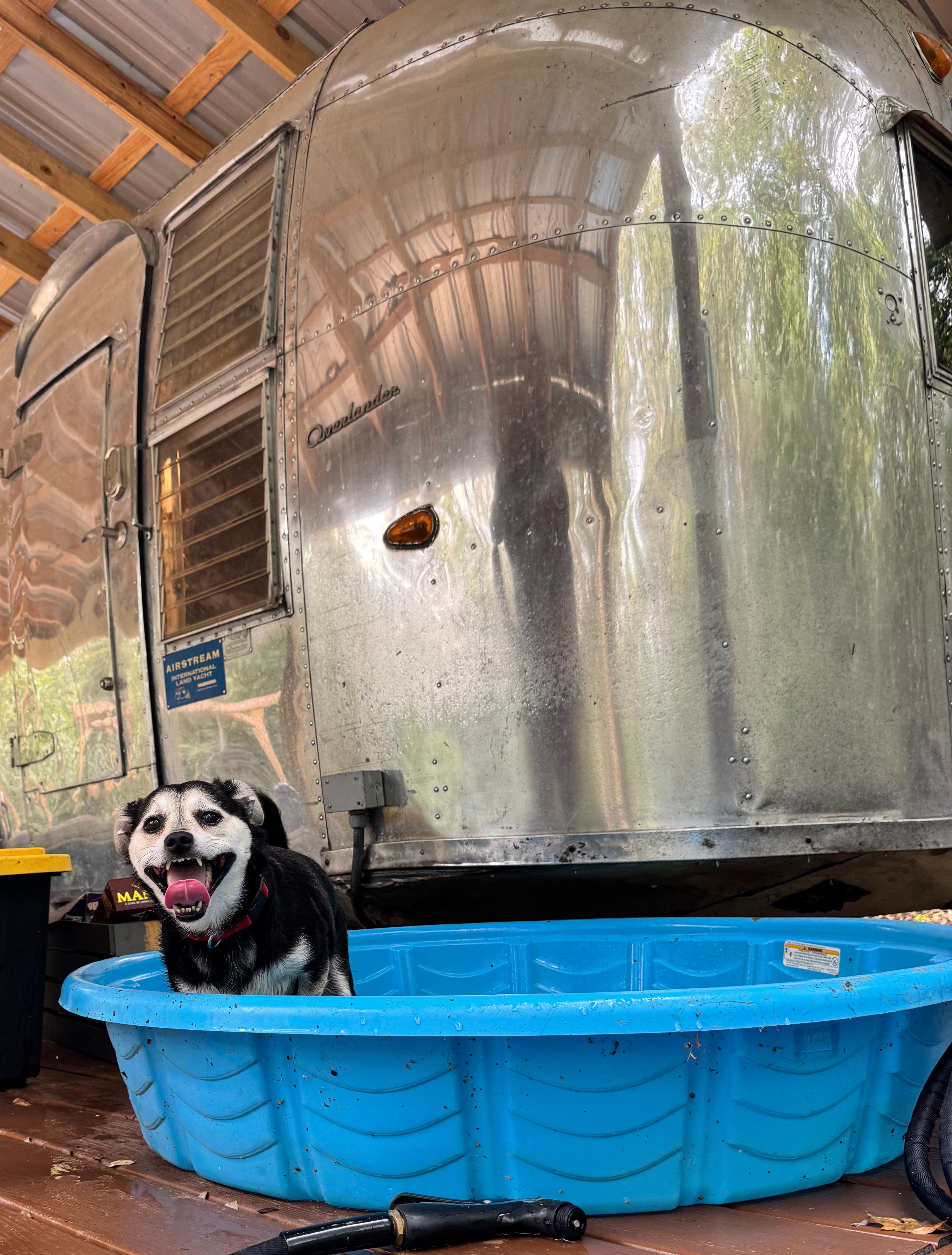 Huckleberry Finn enjoying his cool pool! 