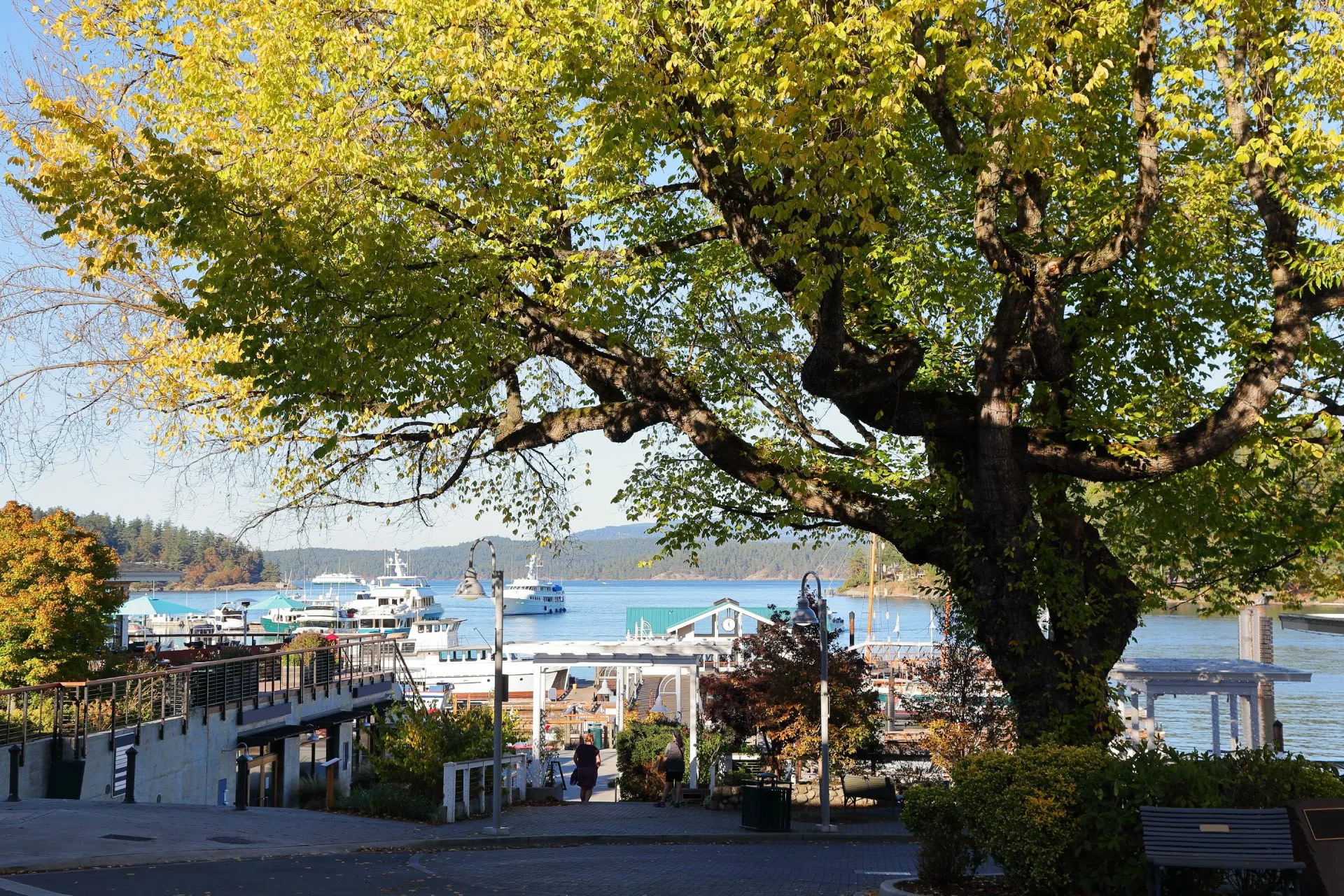 Evergreen Campground - SJ Island