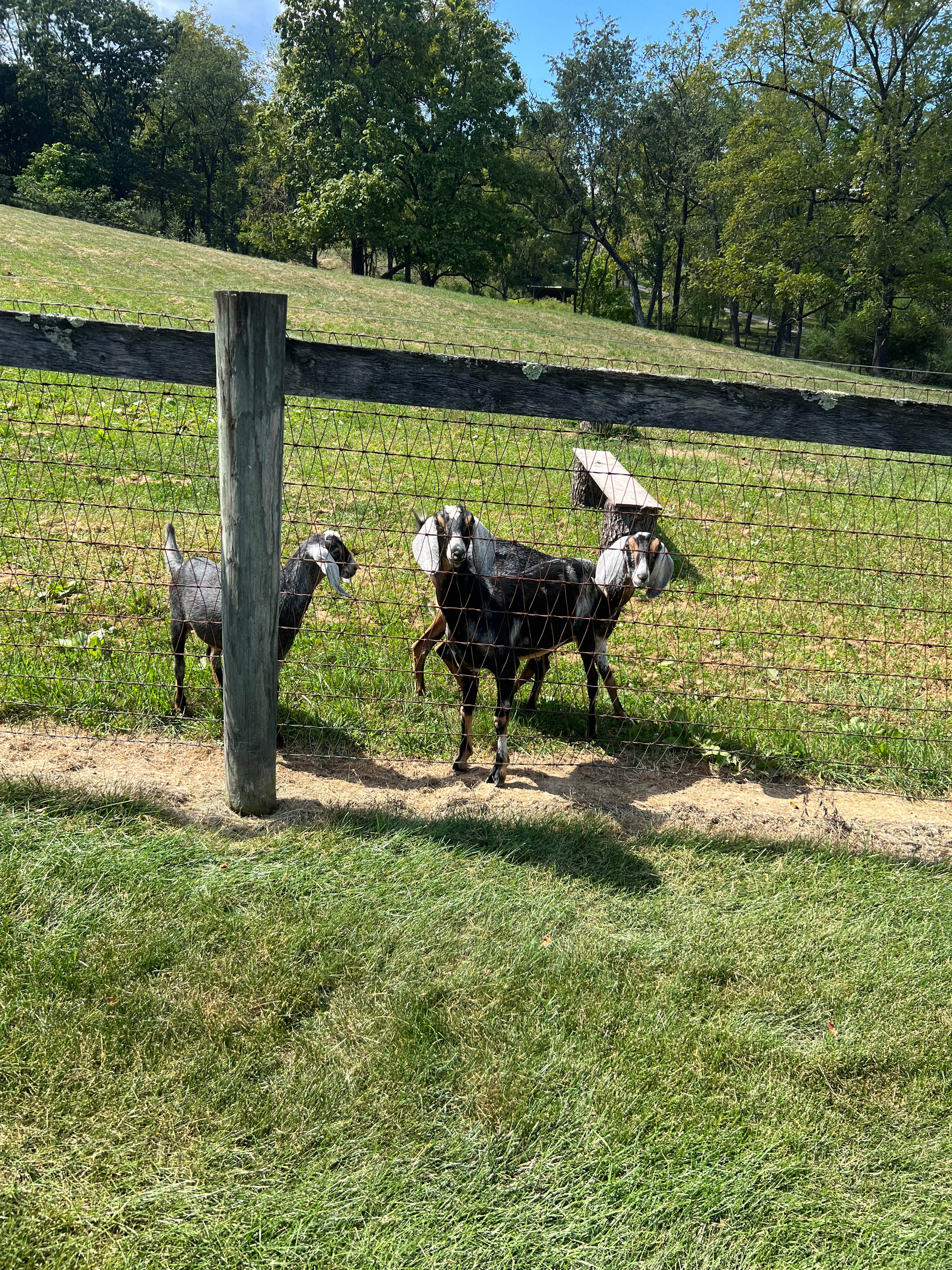 Fredericksburg PA Farm Glamping