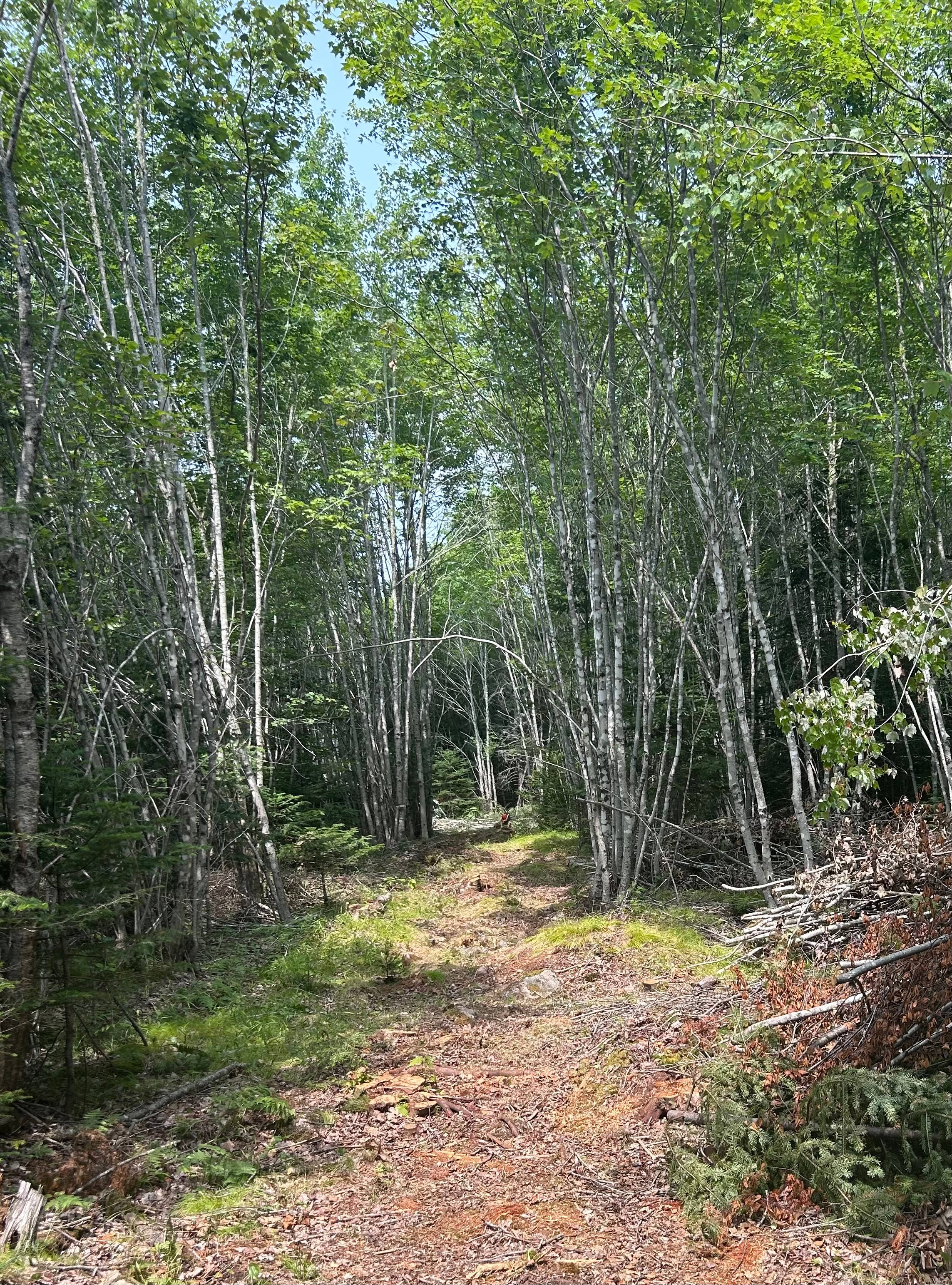 Maplewood Creek Naturists Camping