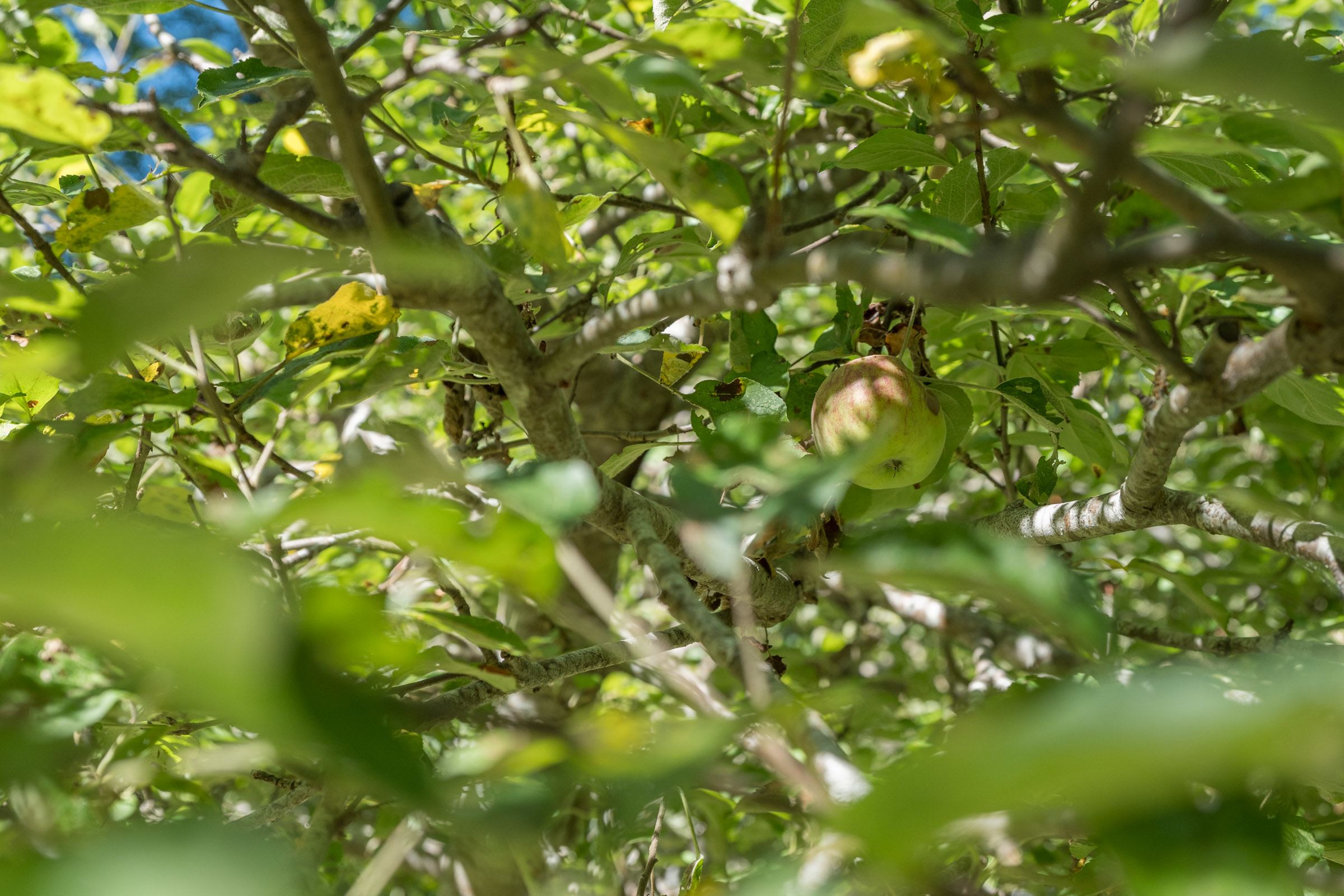 If you find them you can eat them. Apples and pears. 